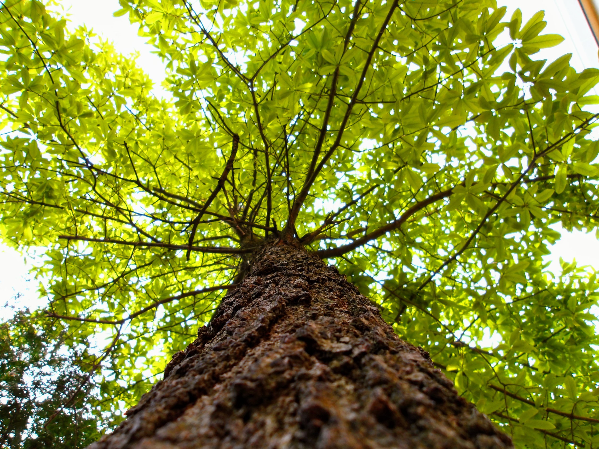 Lucas Z. - St. Mary Catholic Elementary School