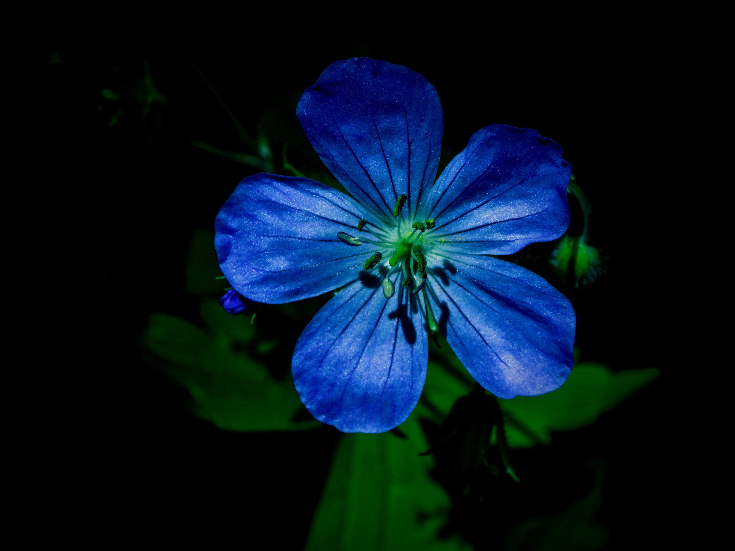 Gavin H. - C.H. Norton PS