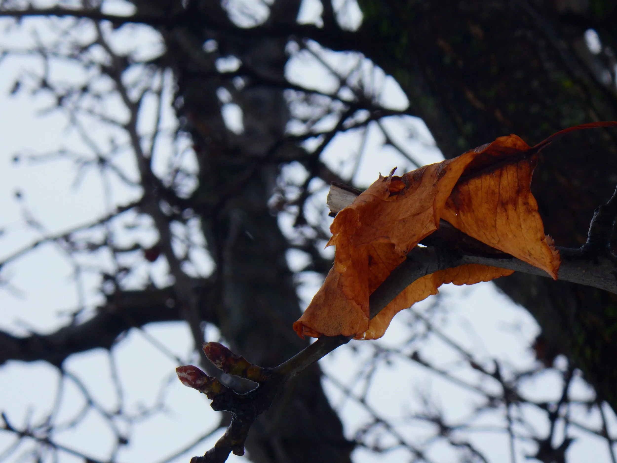 Owen C. - King Edward PS