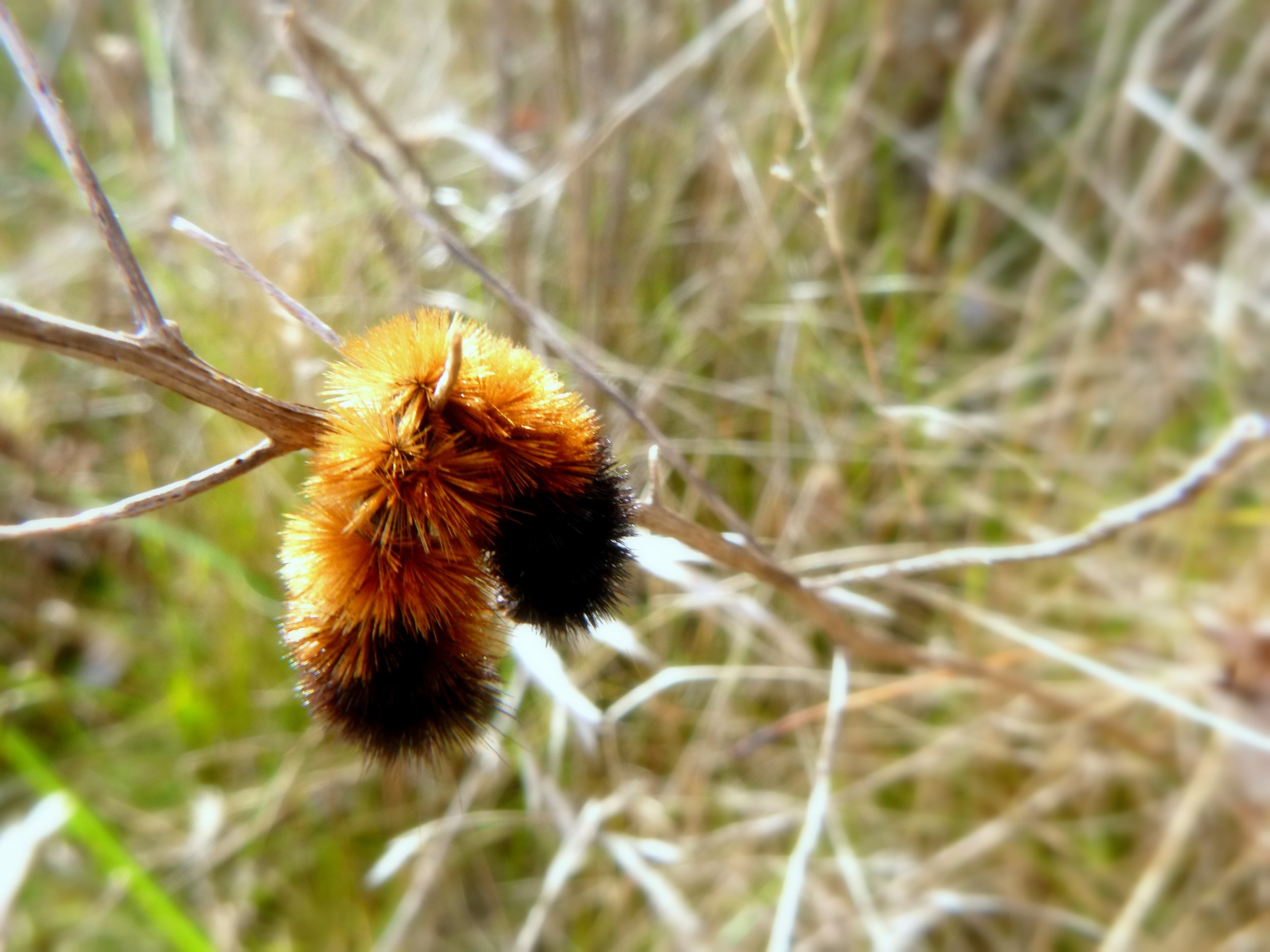 Ava D. - Canadian Martyrs CES