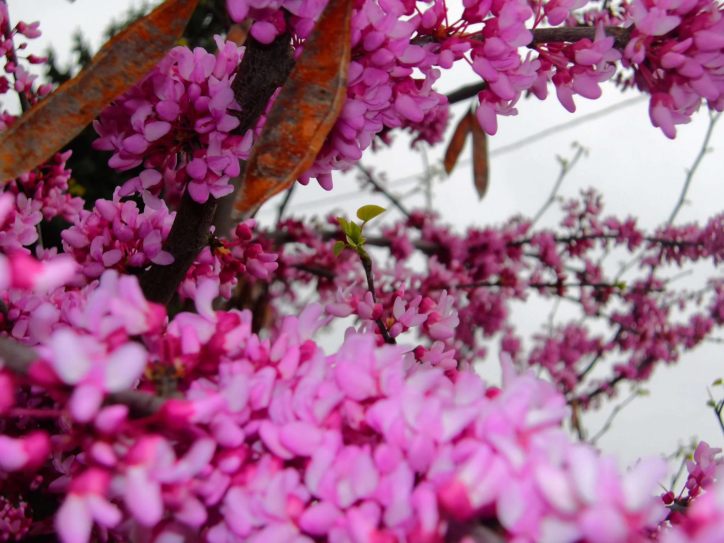 Aubrey - St. Mary Choir & Orchestra Catholic School