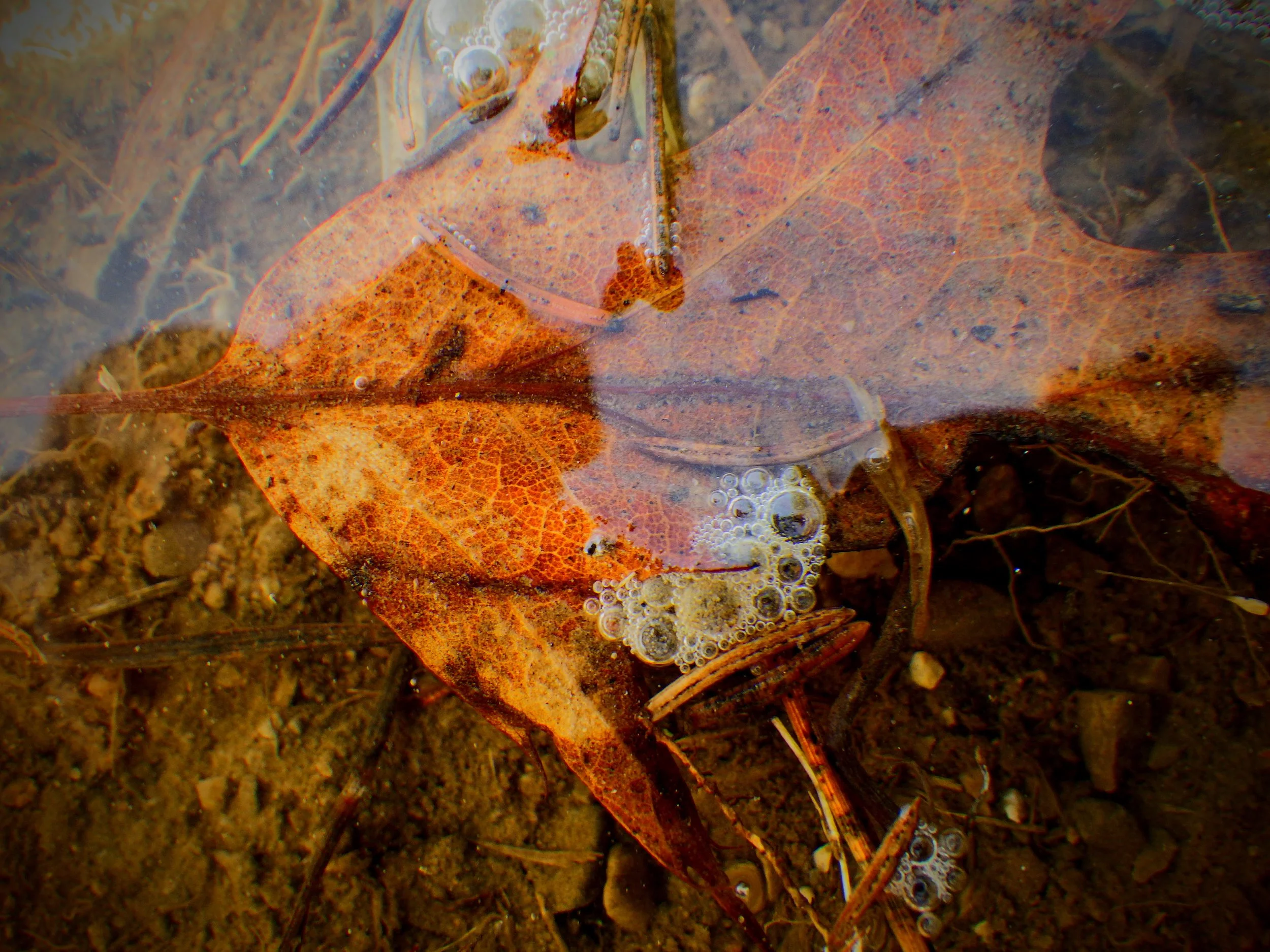 Trace H. - Eramosa PS