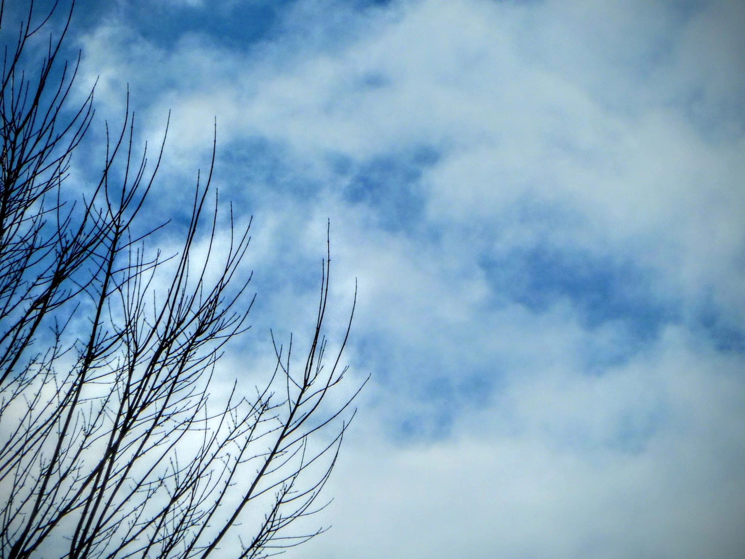 Ariana - Forest Glen PS