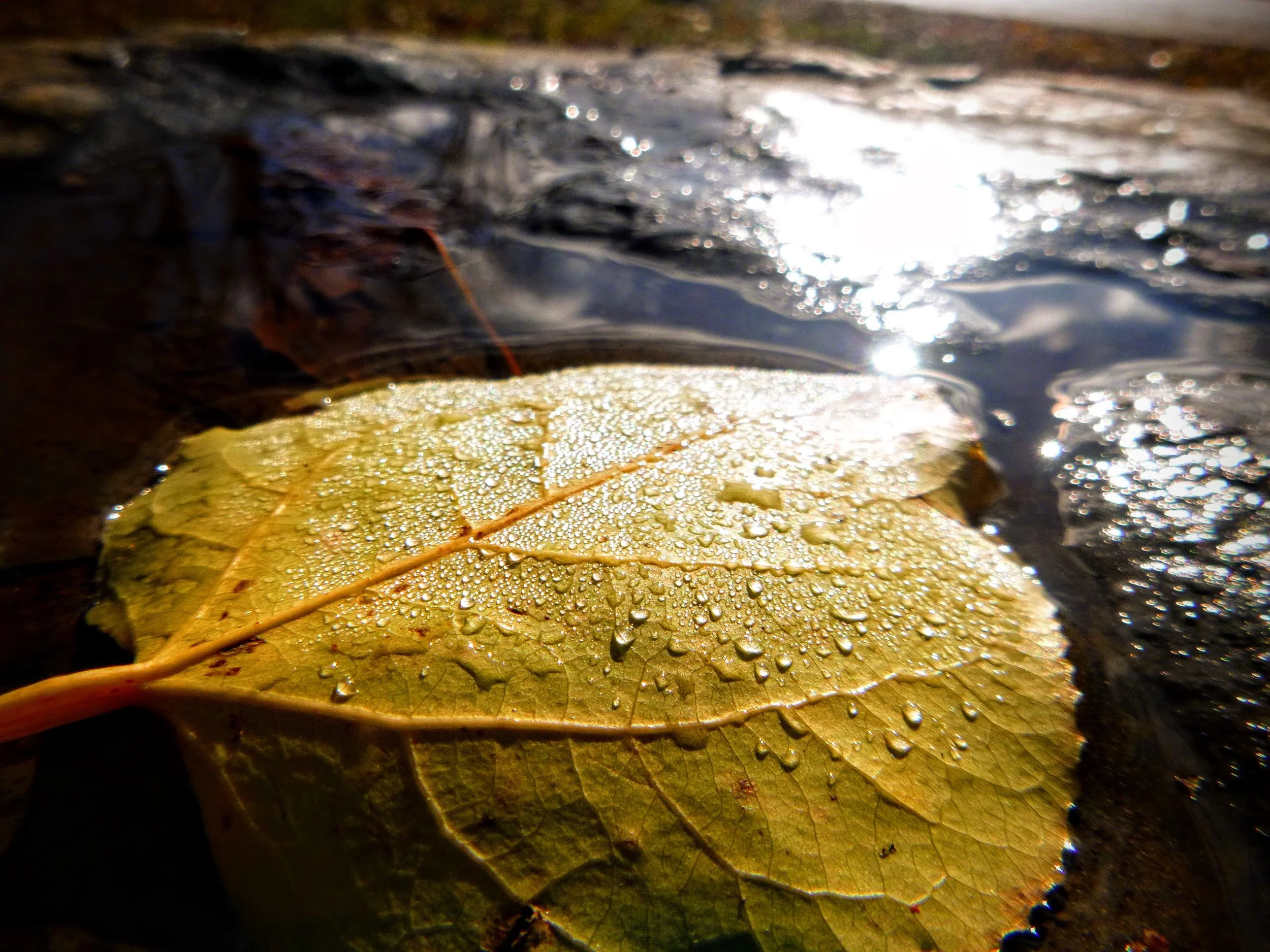 Penelope S. - Blessed Sacrament CES