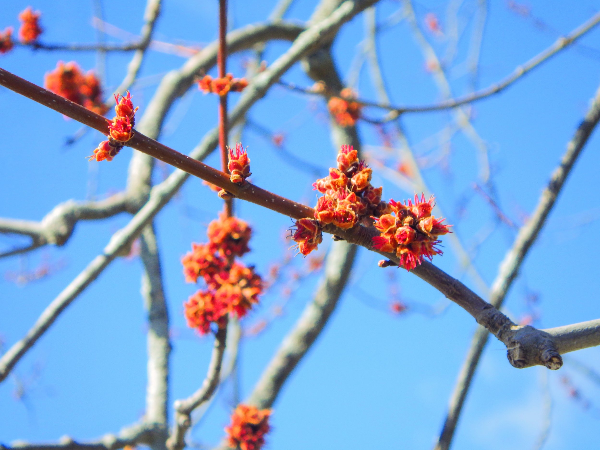 Aradhya E. - Paisley Road PS