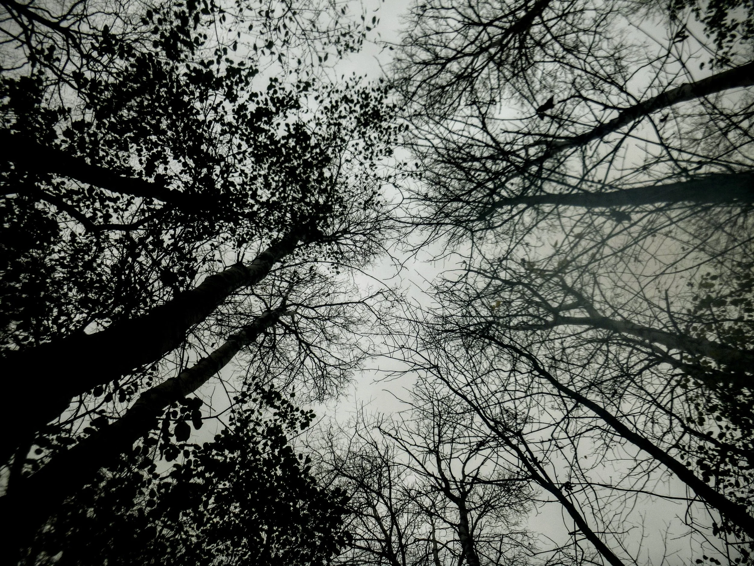 Levi V. - Elora Road Christian School