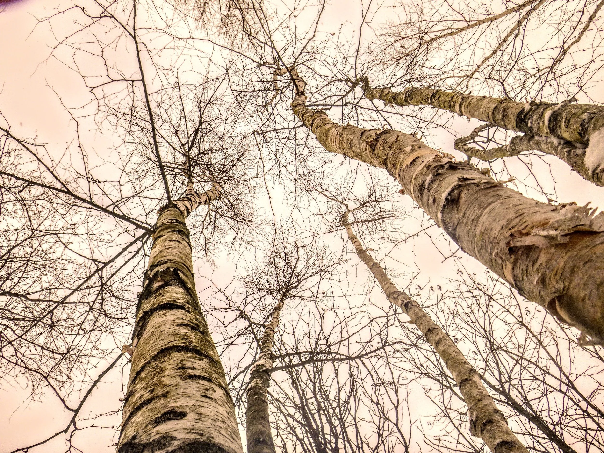 Zoelle G. - Guelph CELP