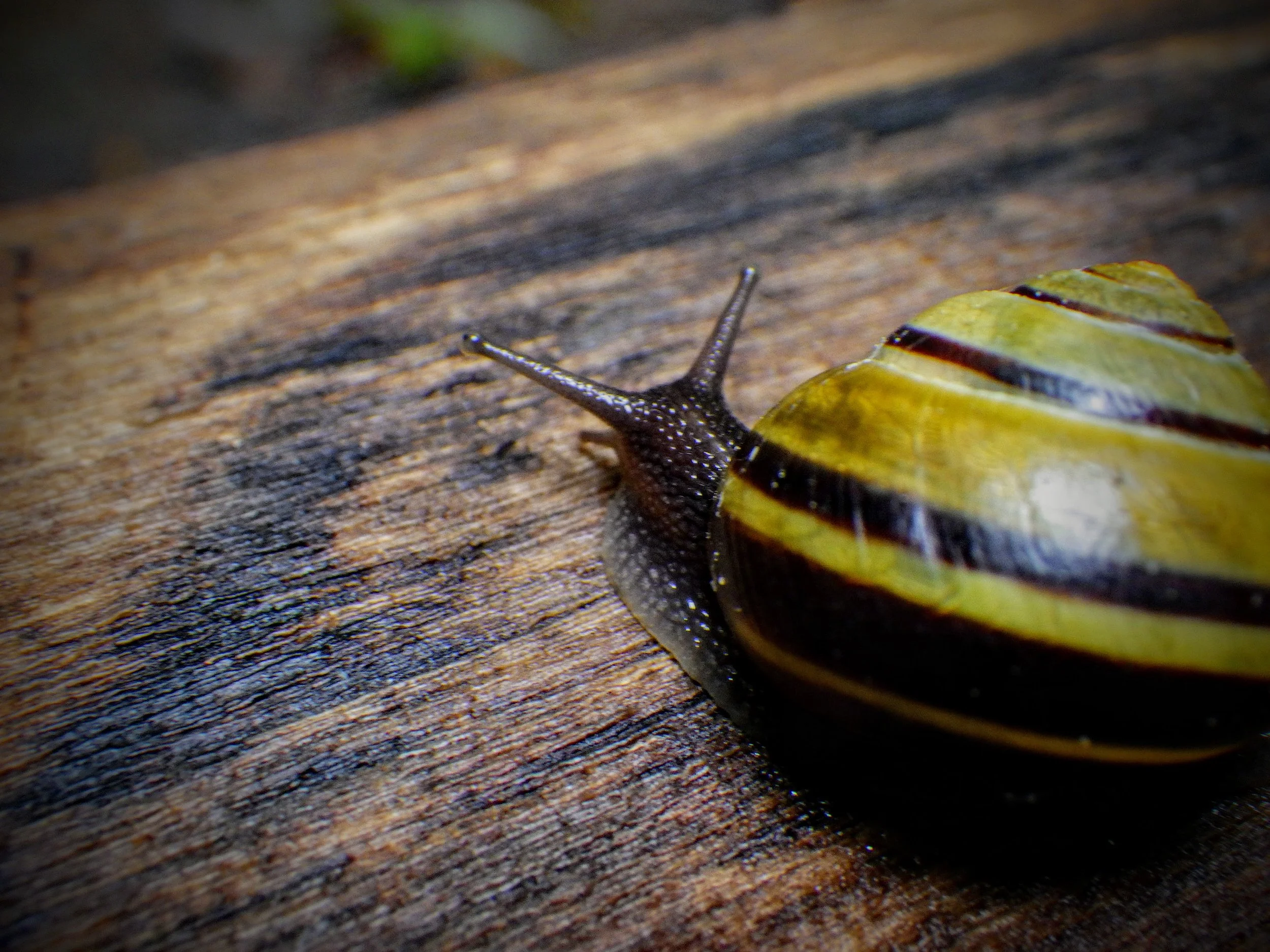 Nikola R. - Brigadoon PS