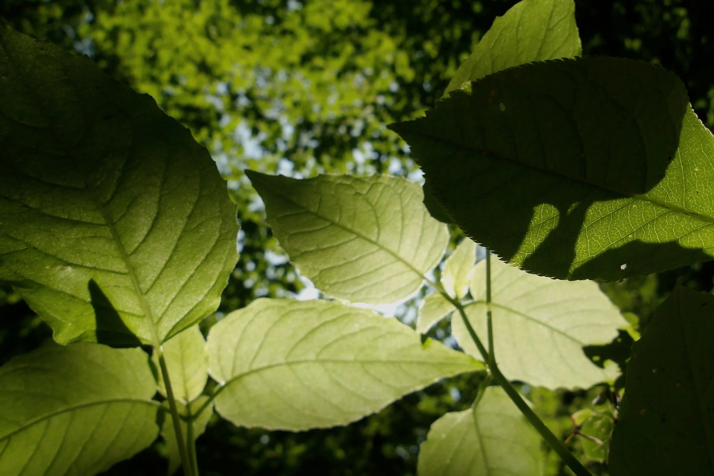 Ryden B. - Harrisfield PS