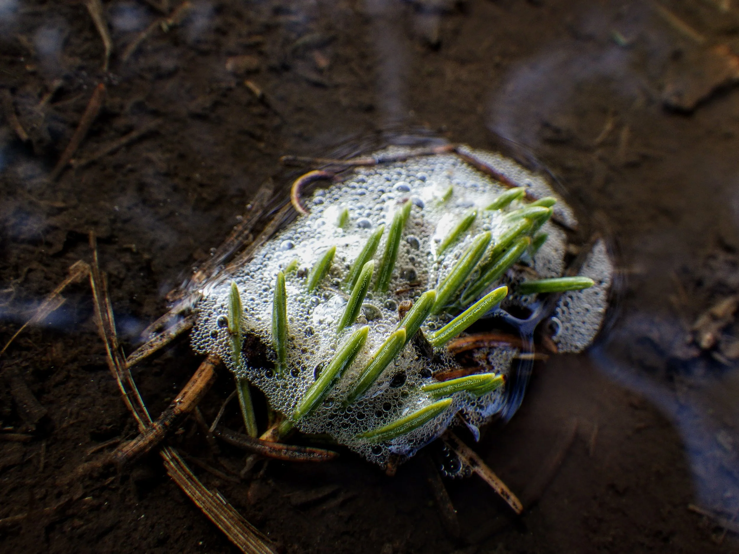 Adilyn D. - Eramosa PS