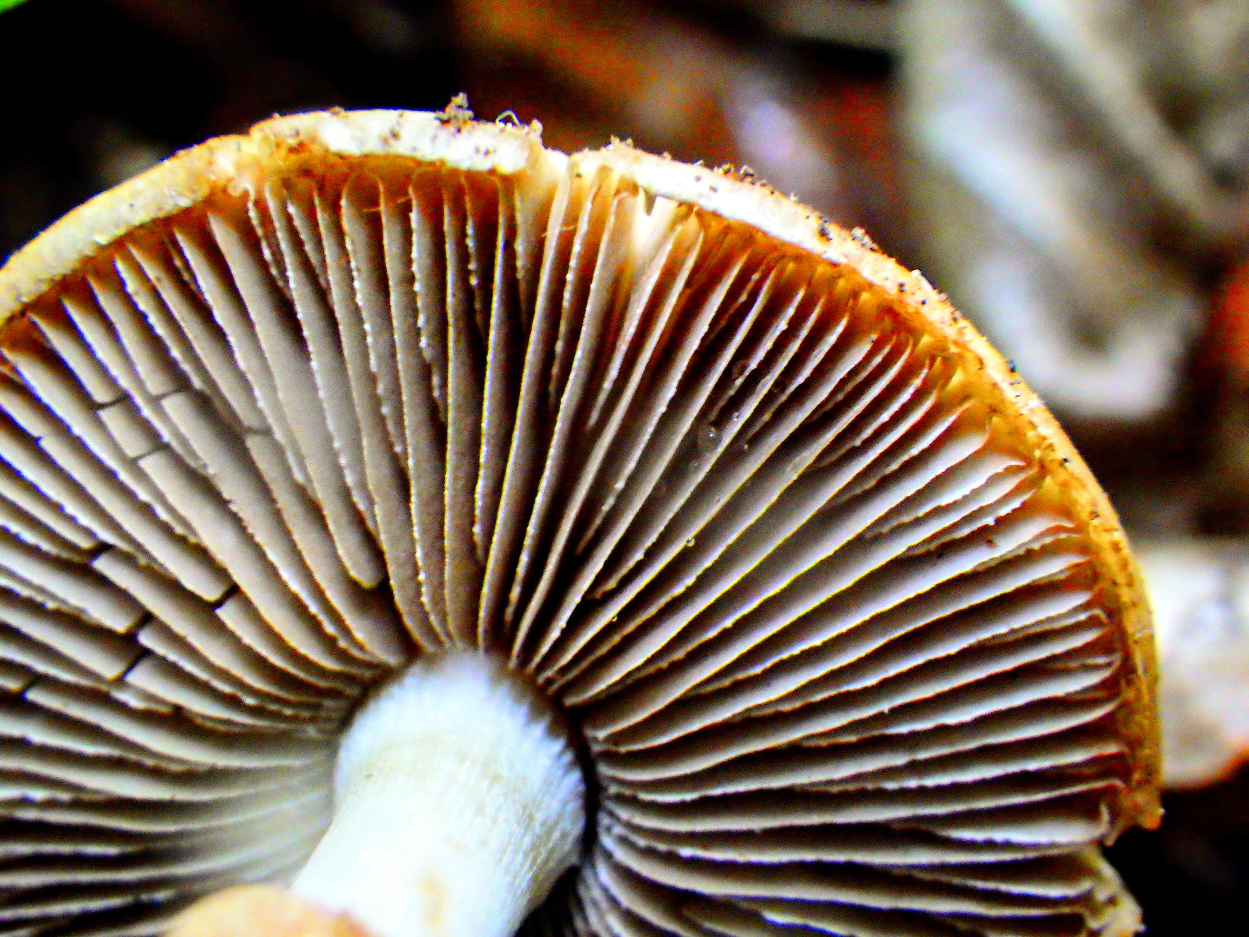 Zuha K. - C.H. Norton PS