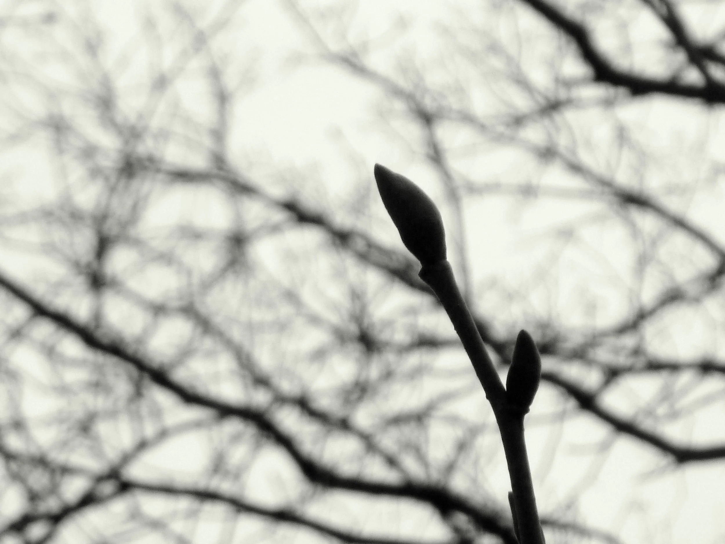 Tim H. - Westwood Elementary School