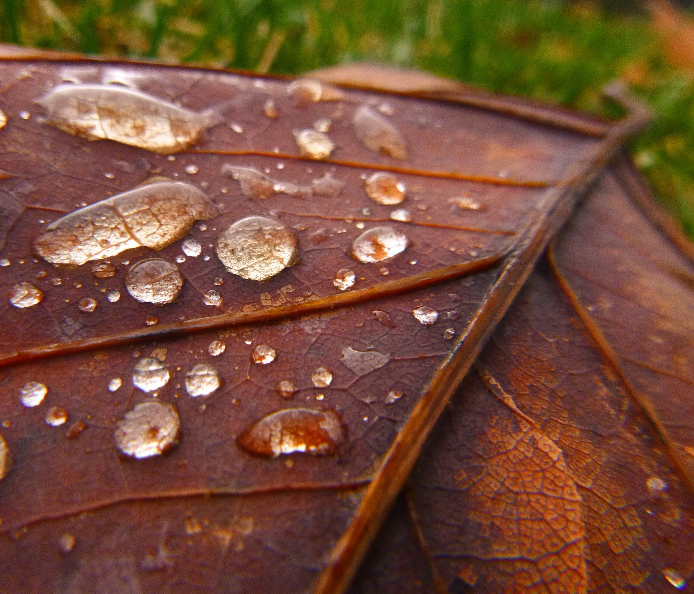 Aurora B. - King George PS