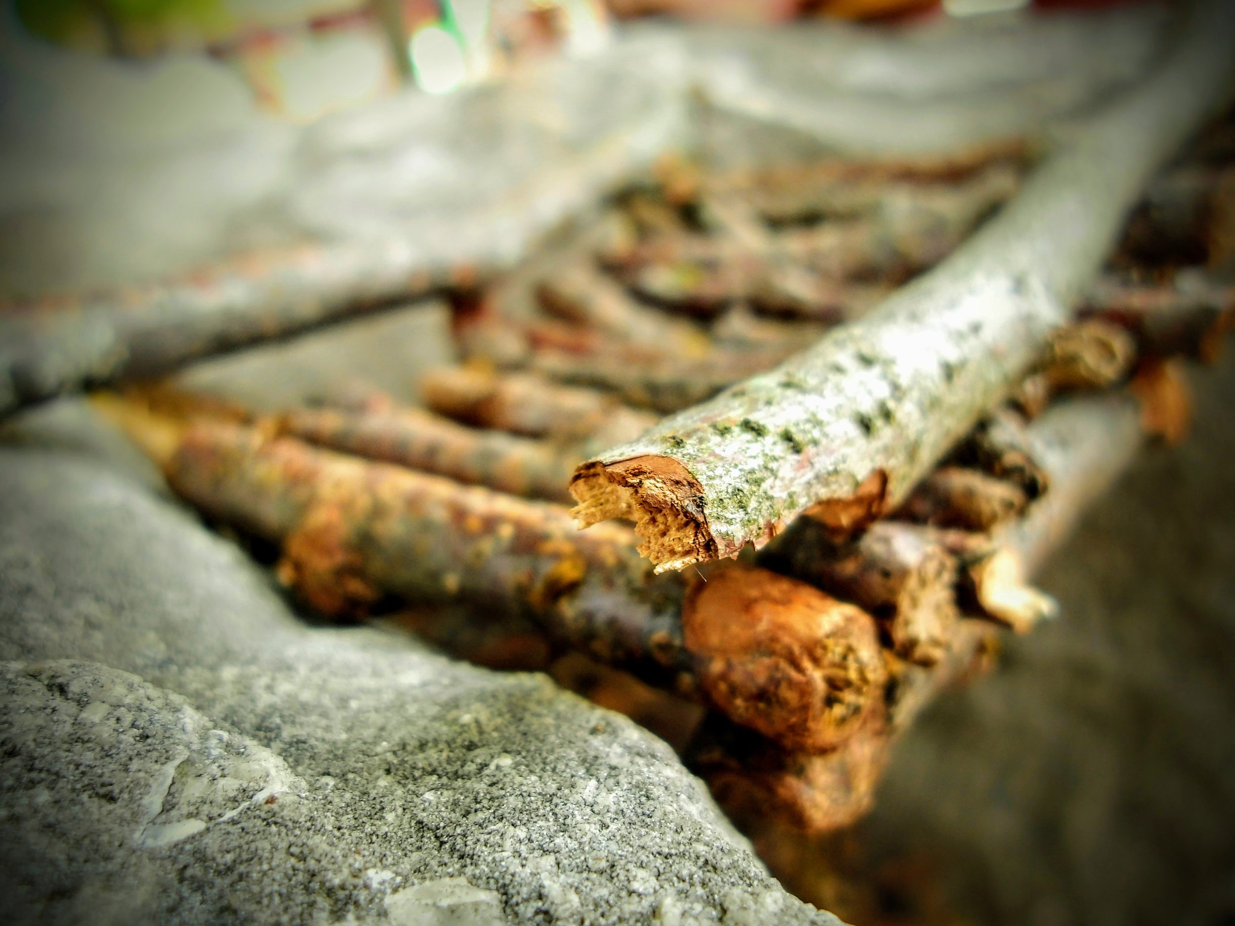 Lucas Z. - St. Mary Catholic Elementary School