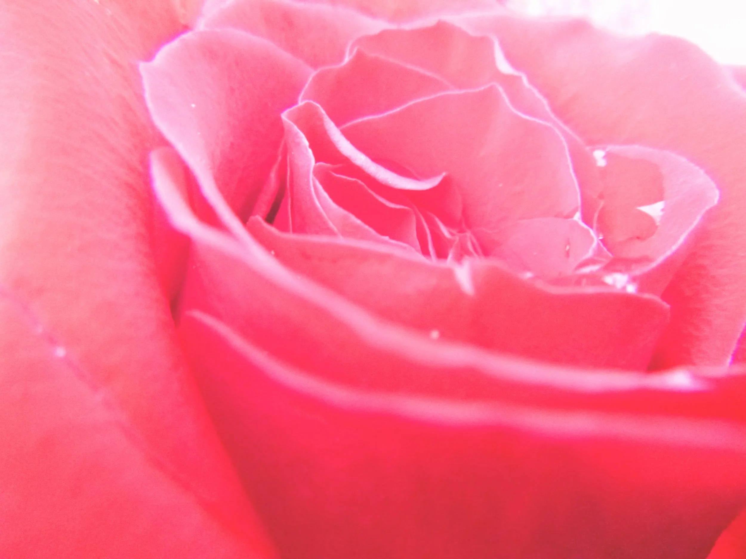 Alethea N. - King George PS