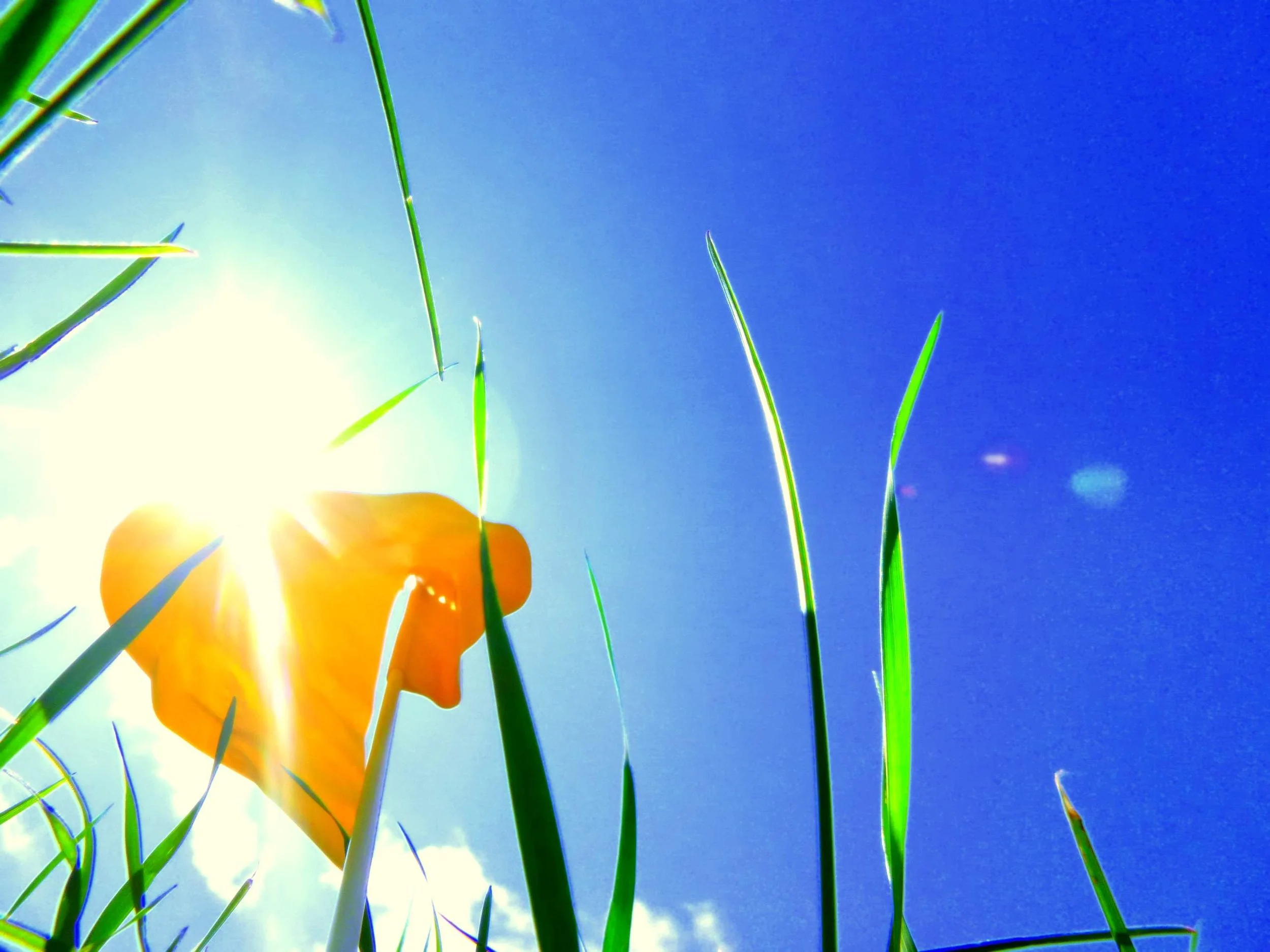 Daivik - Forest Trail PS