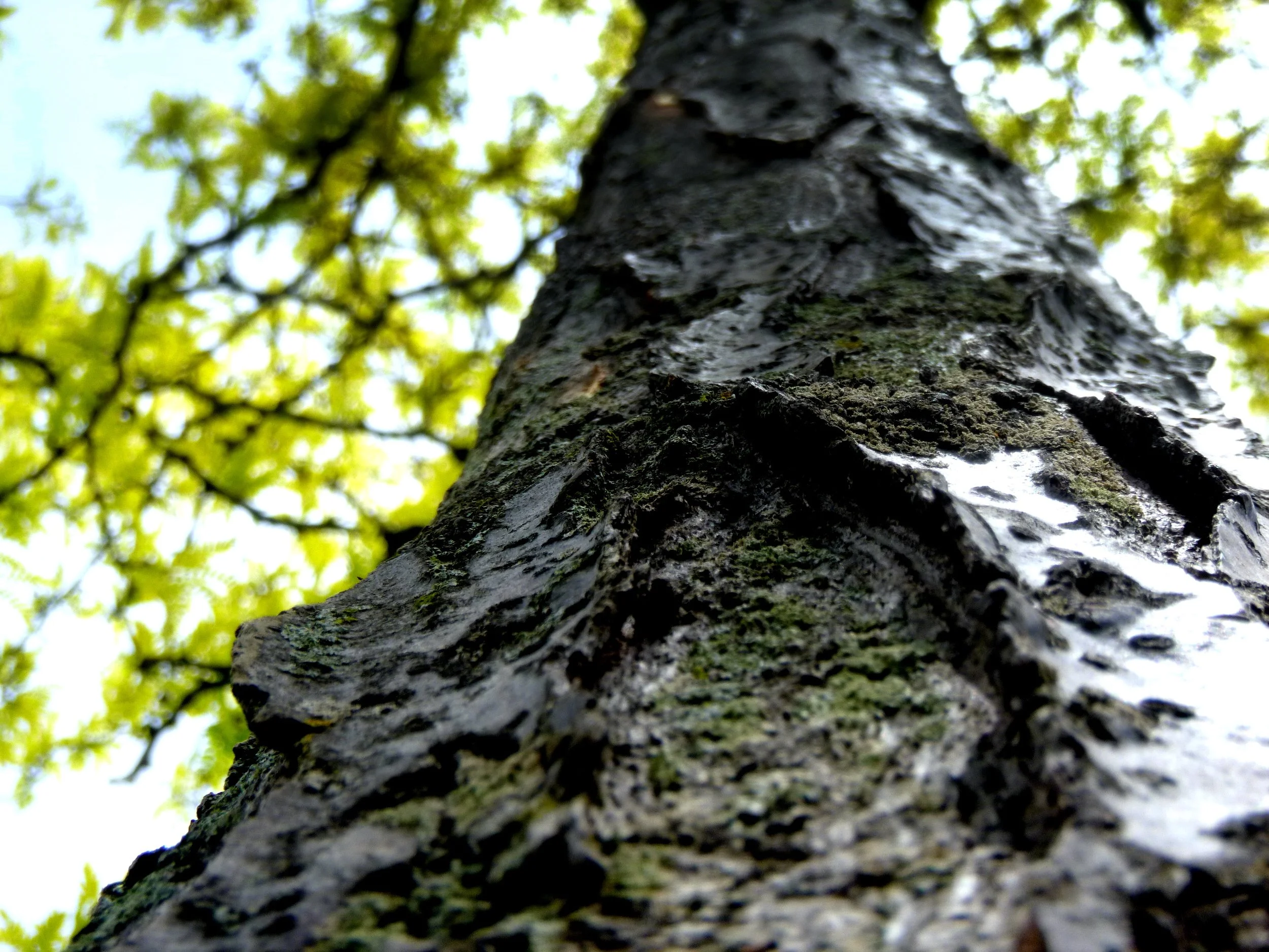 Ezra H. - Lisgar Elementary School