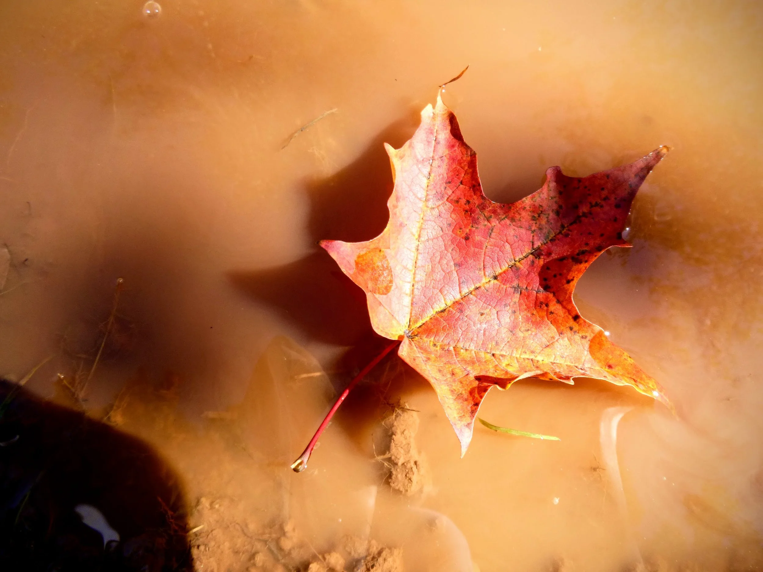 Celine S. - Sunningdale PS