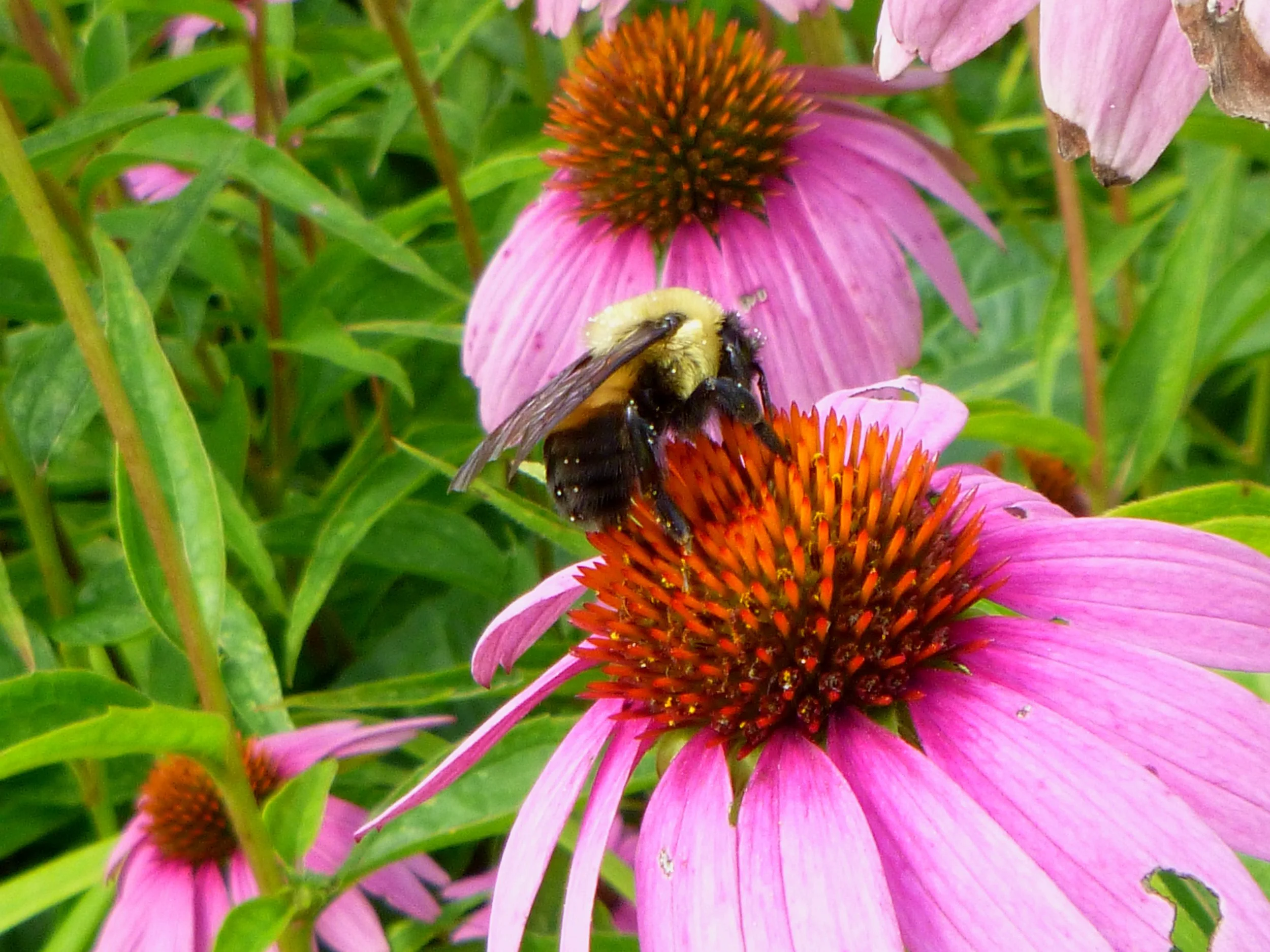 Waterloo Camps — Focus on Nature