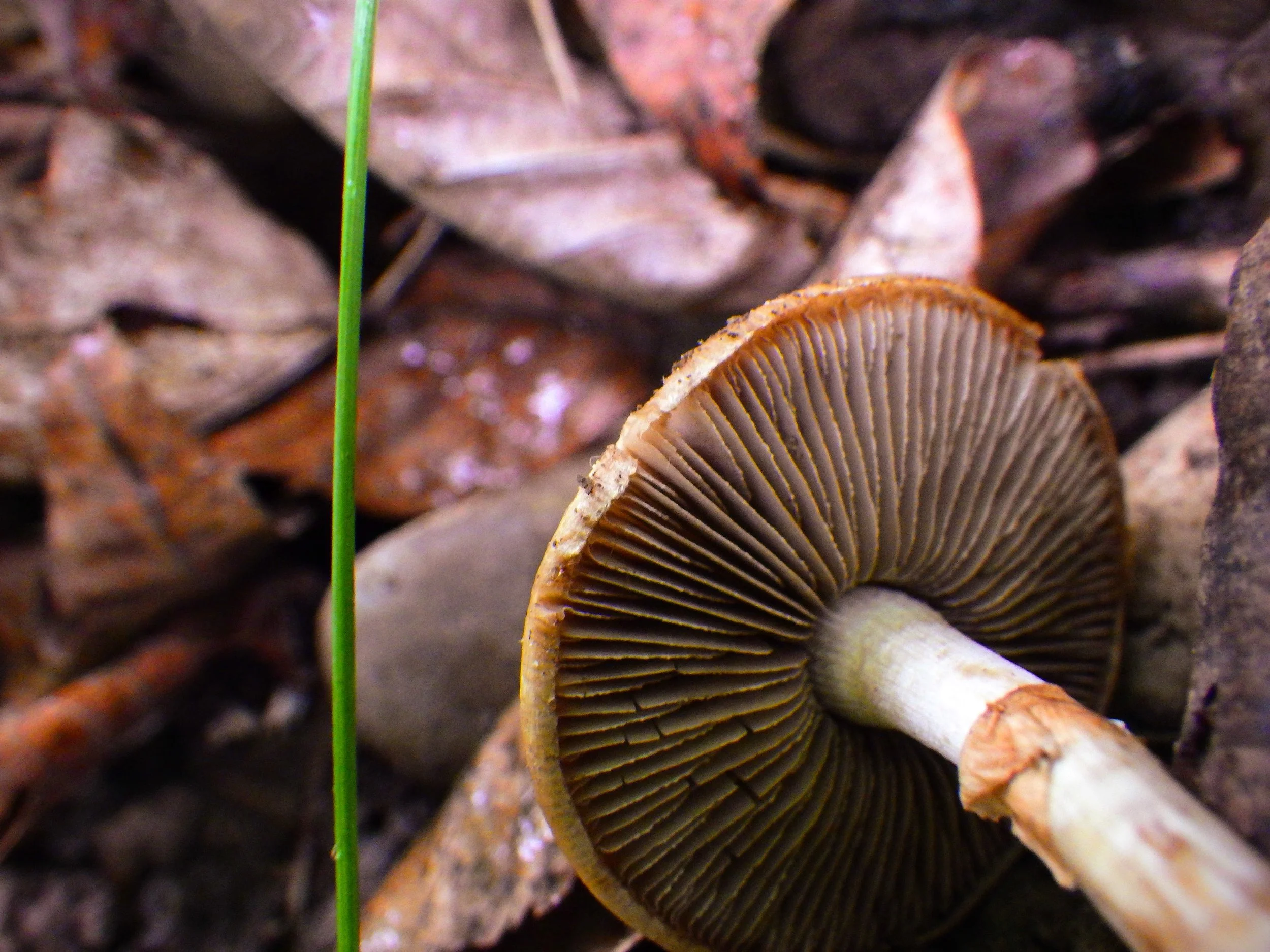 Ellie A. - C.H. Norton PS