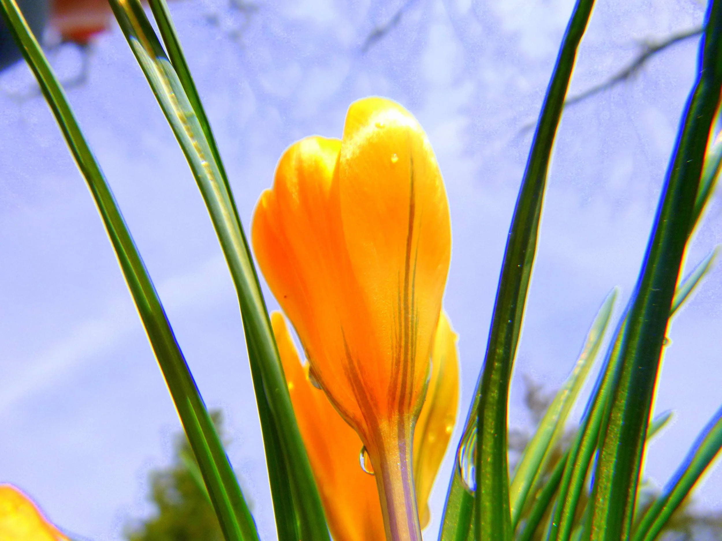 Jensen B. - Greenville Elementary