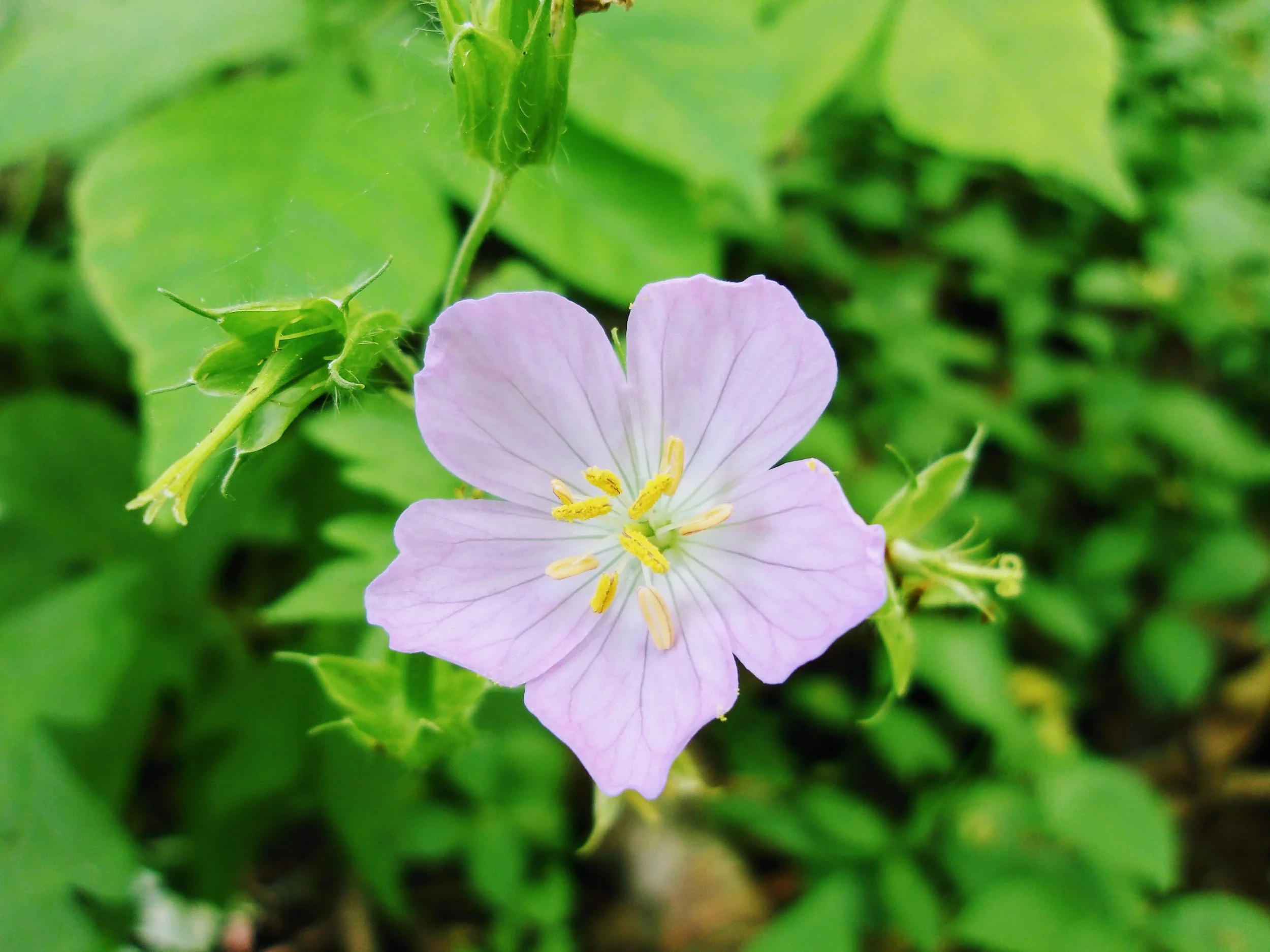 Katie L. - Harrisfield PS