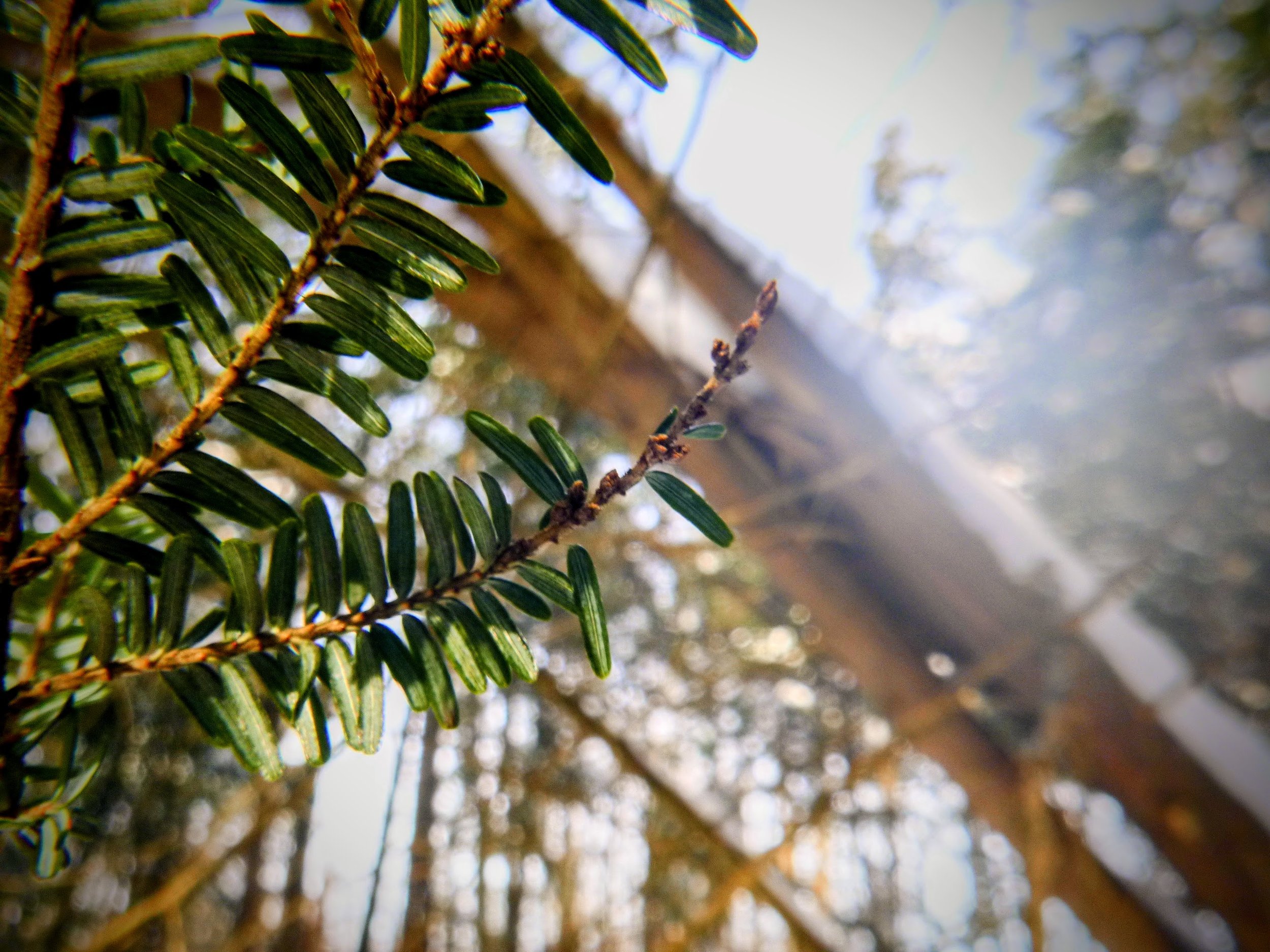 Oliver T. - St. Nicolas CES