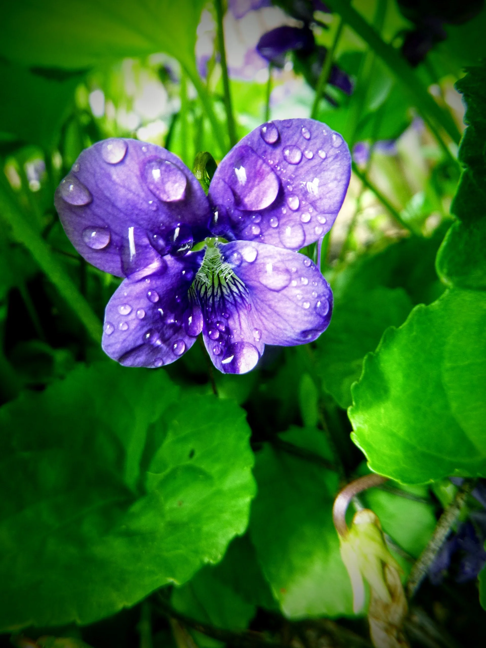 Brooklyn M. - Gateway Drive PS