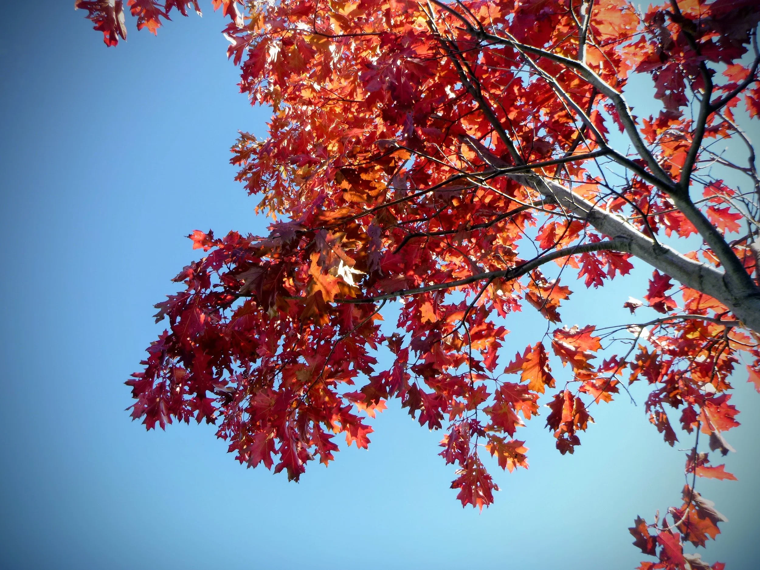 Miya S. - Cedar Ridge PS