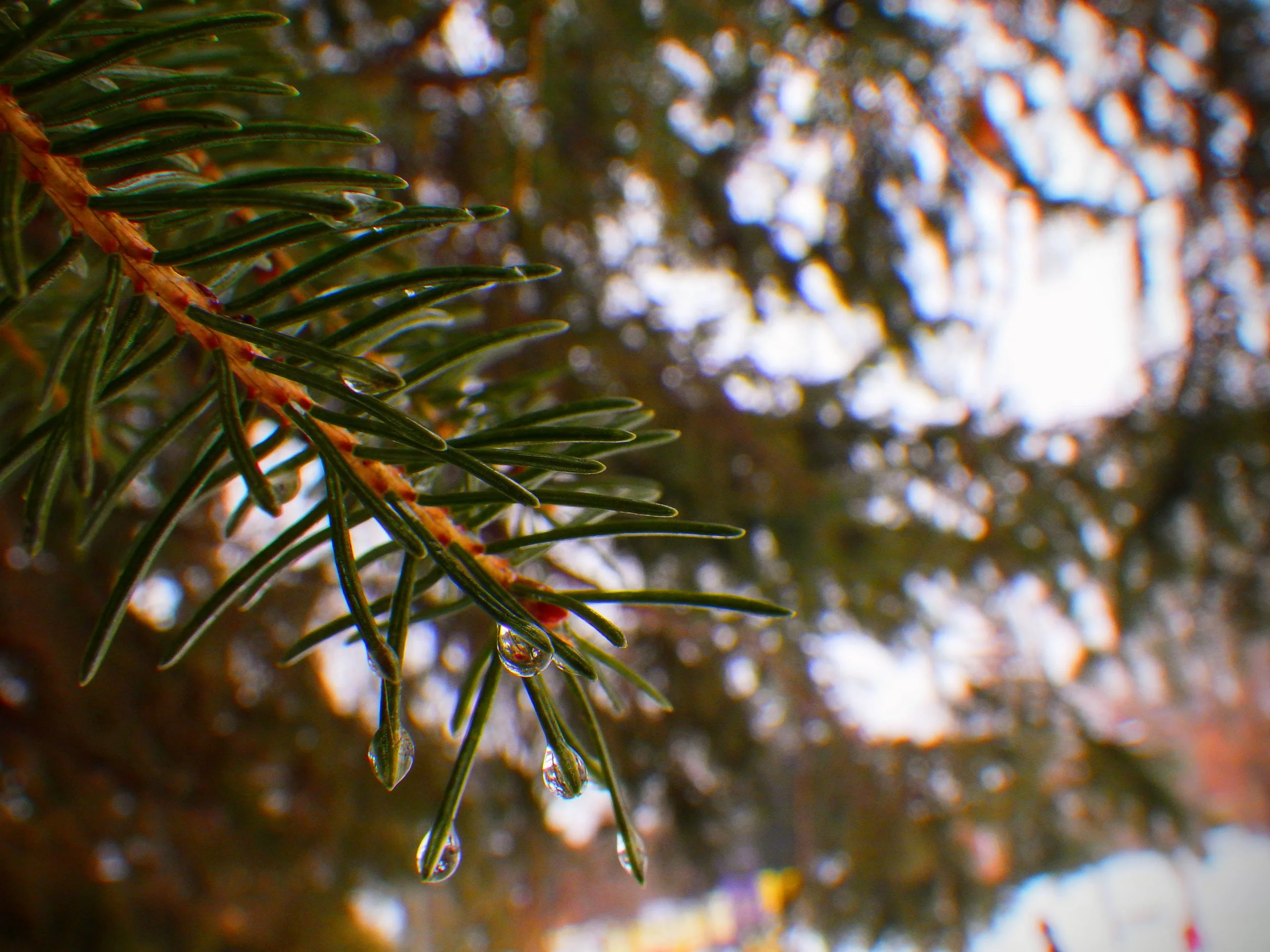 Raphael C. - King Edward PS