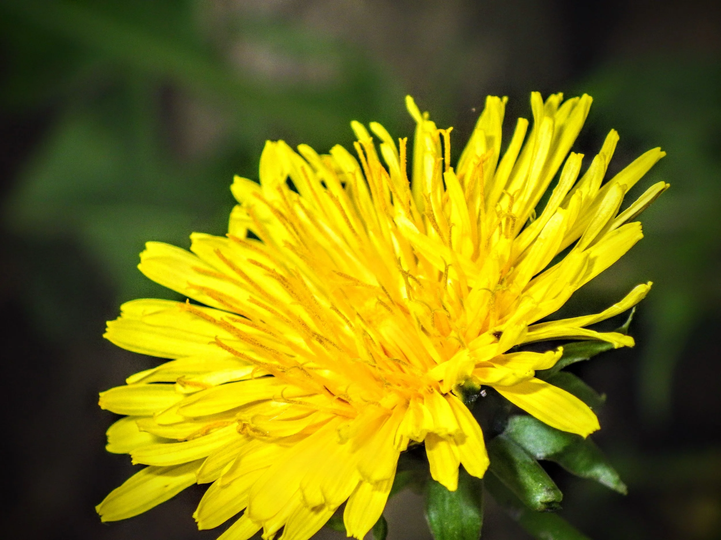 James C. - C.H. Norton PS