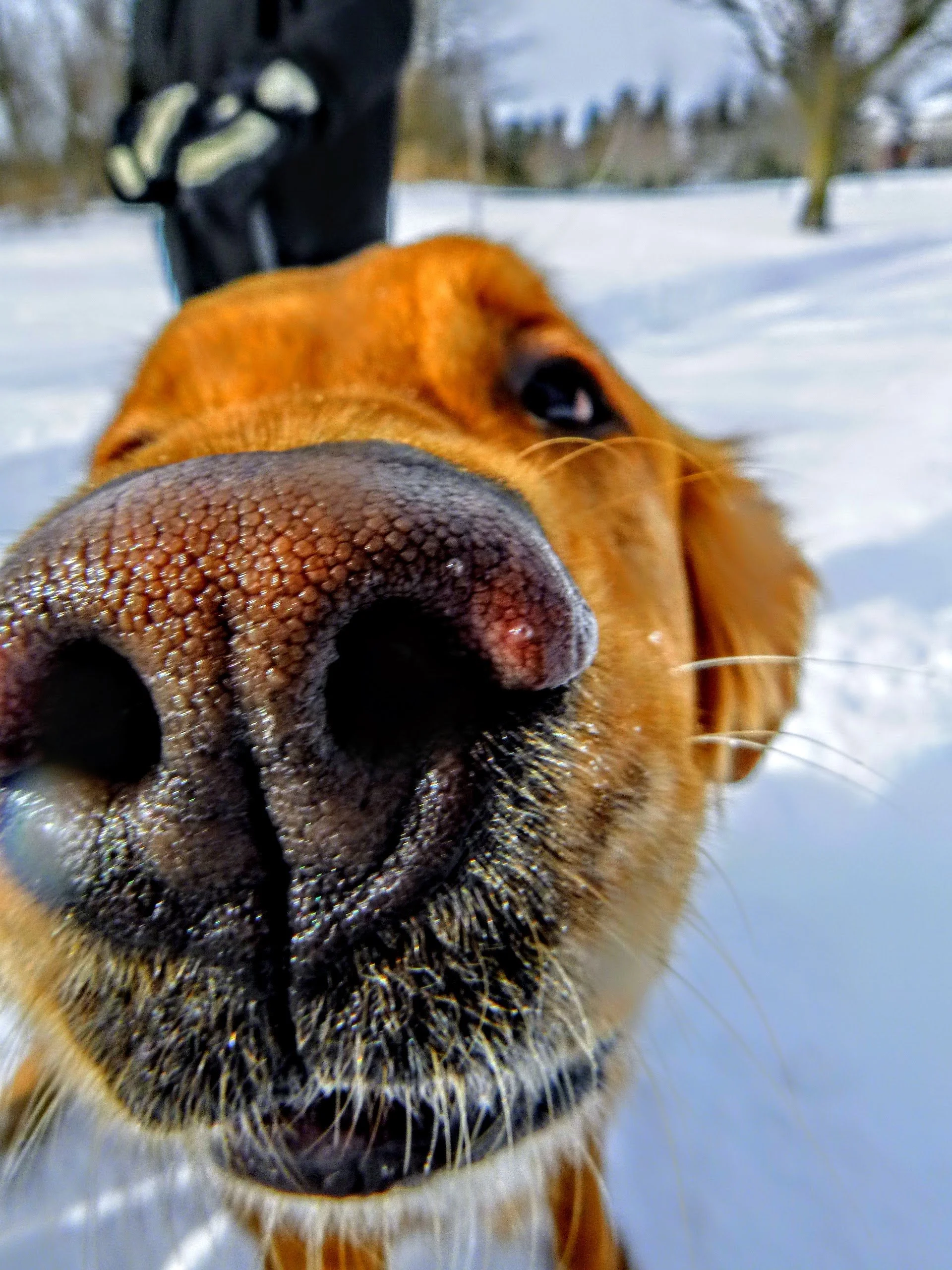 Armaan D. - Kortright Hills PS