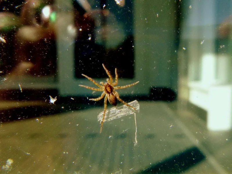 Mohamed A. - Lake Avenue Elementary School