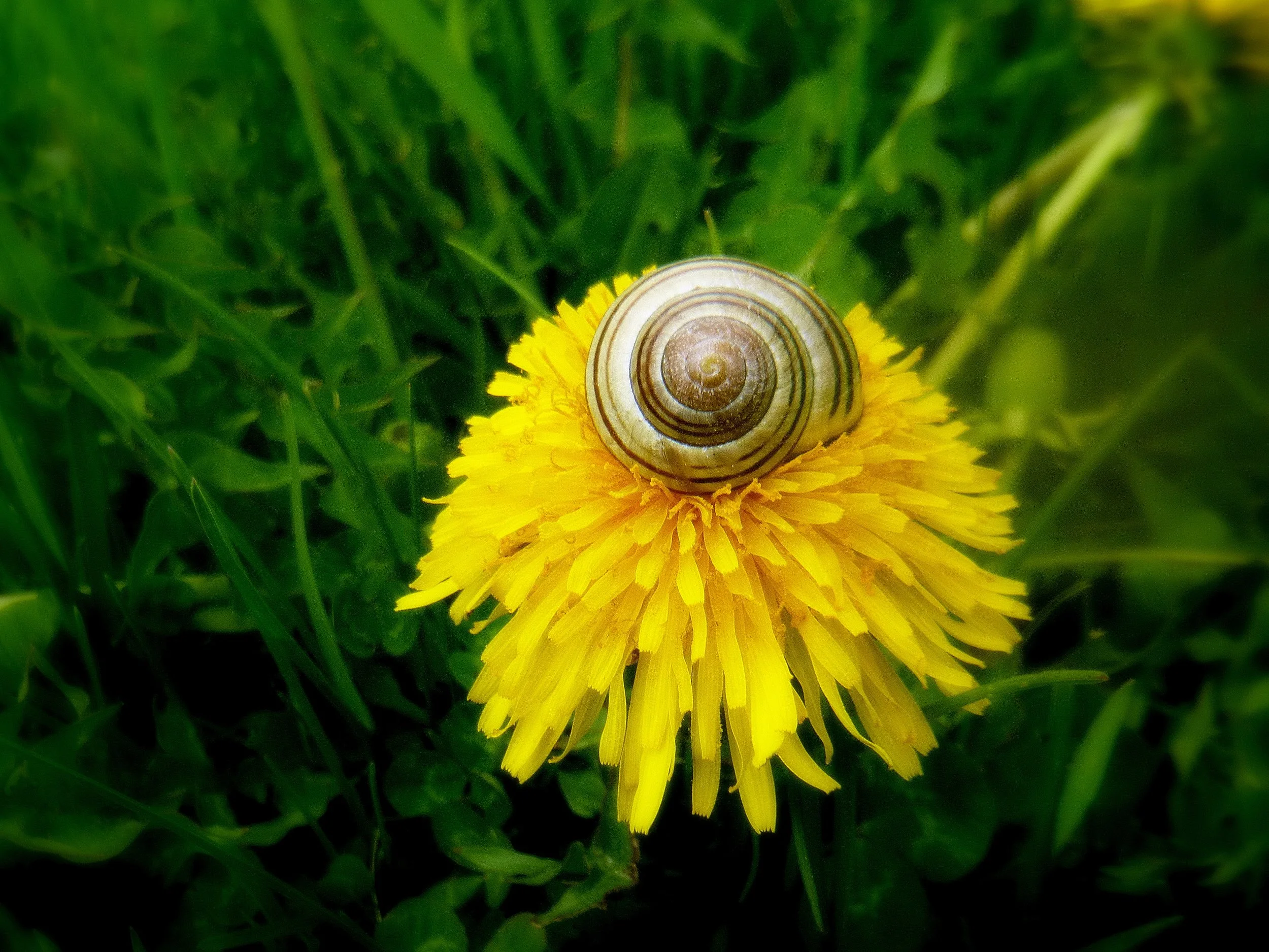 Aluz D. - Lisgar Elementary School