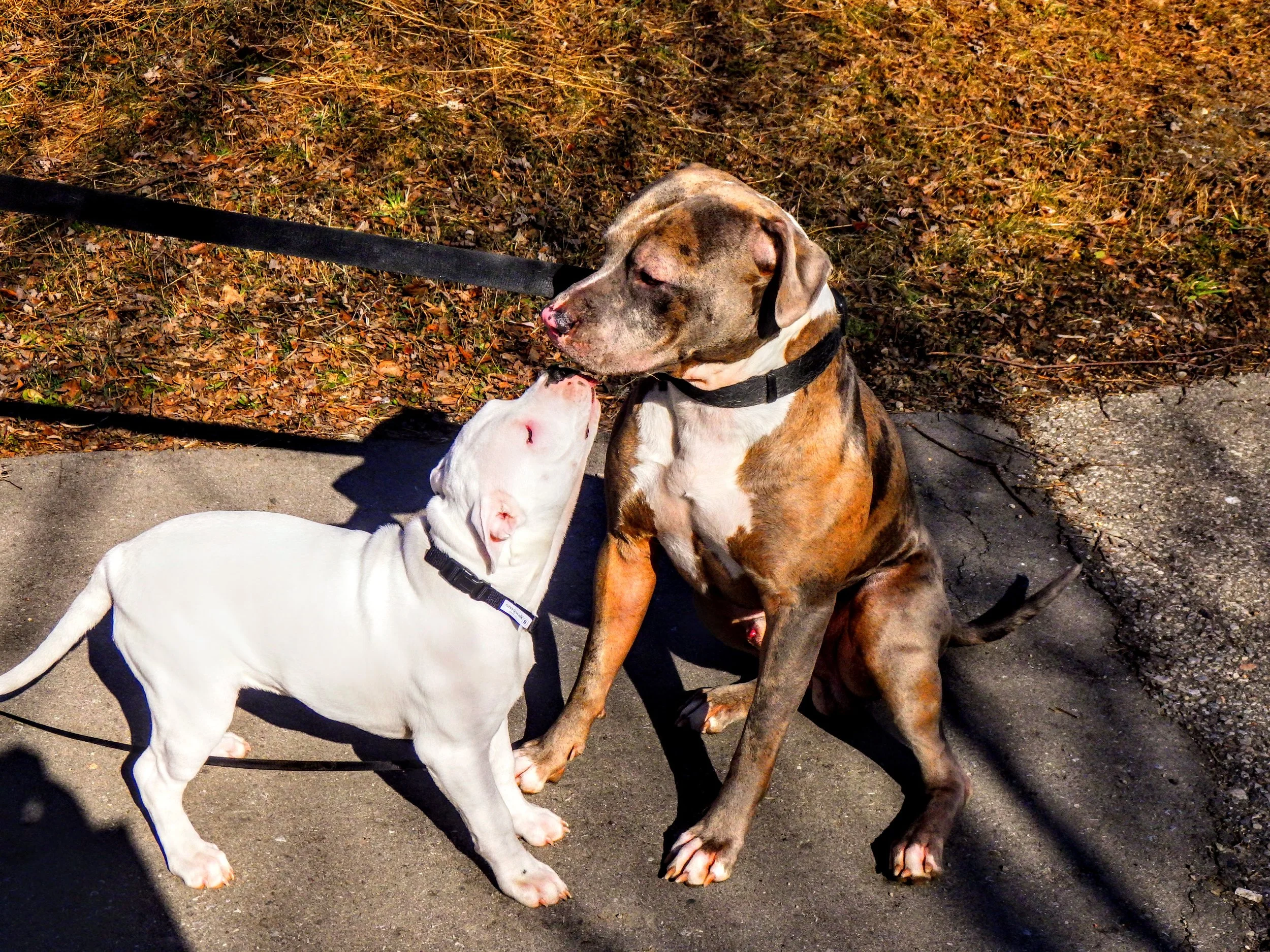 Sophia M. - Jean Steckle PS