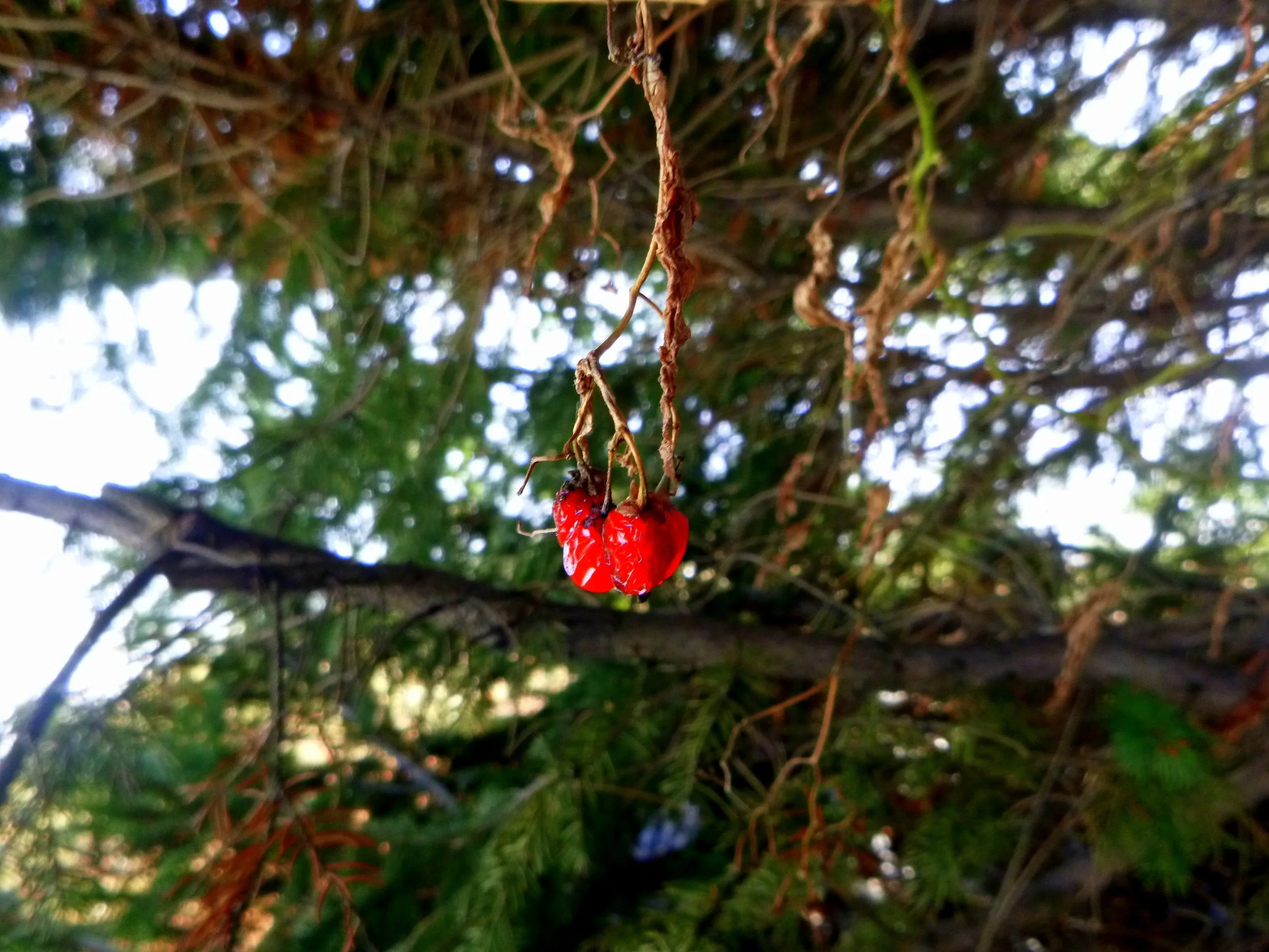 Kade K. - R.A. Riddell Elementary School