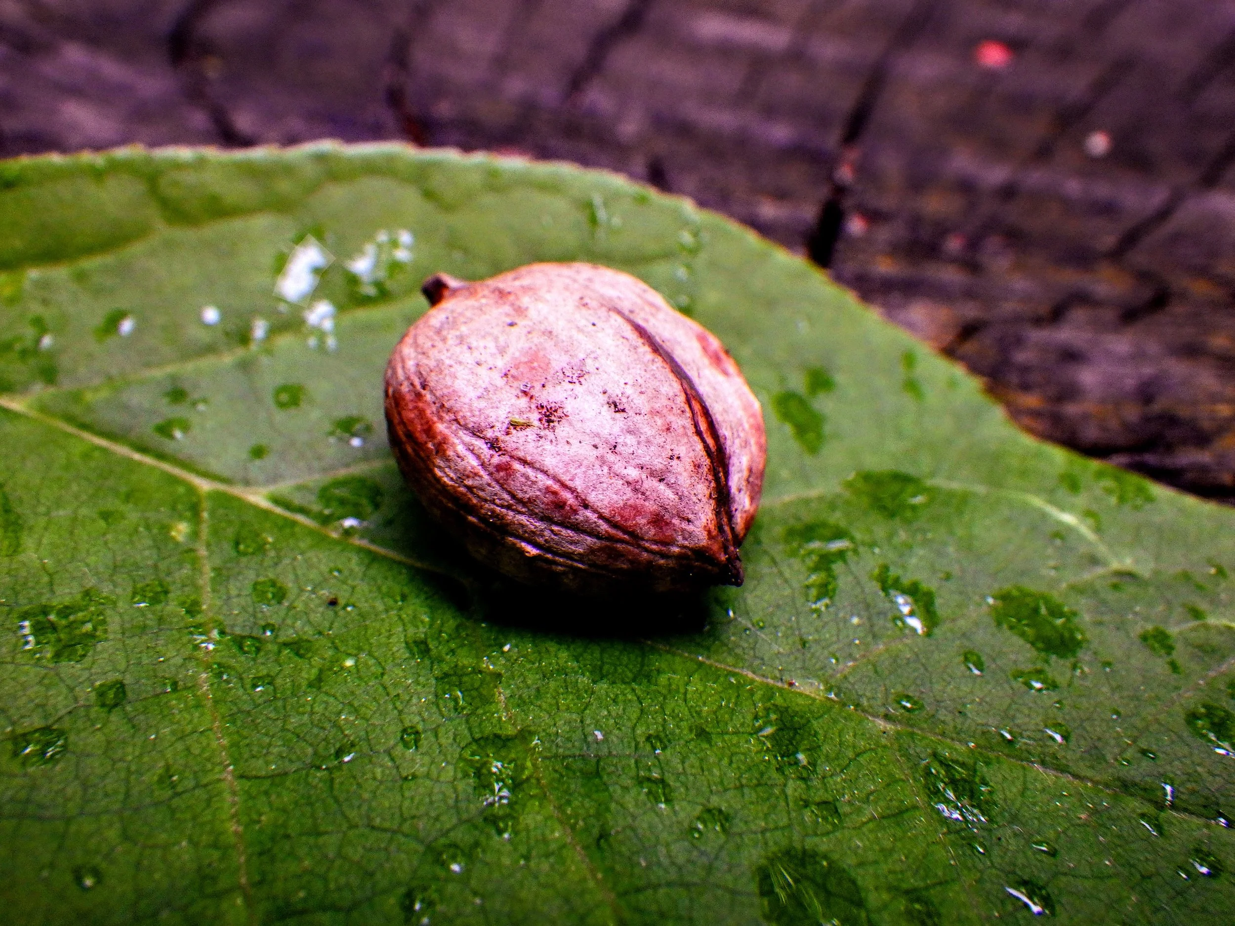 Brady J. - C.H. Norton PS