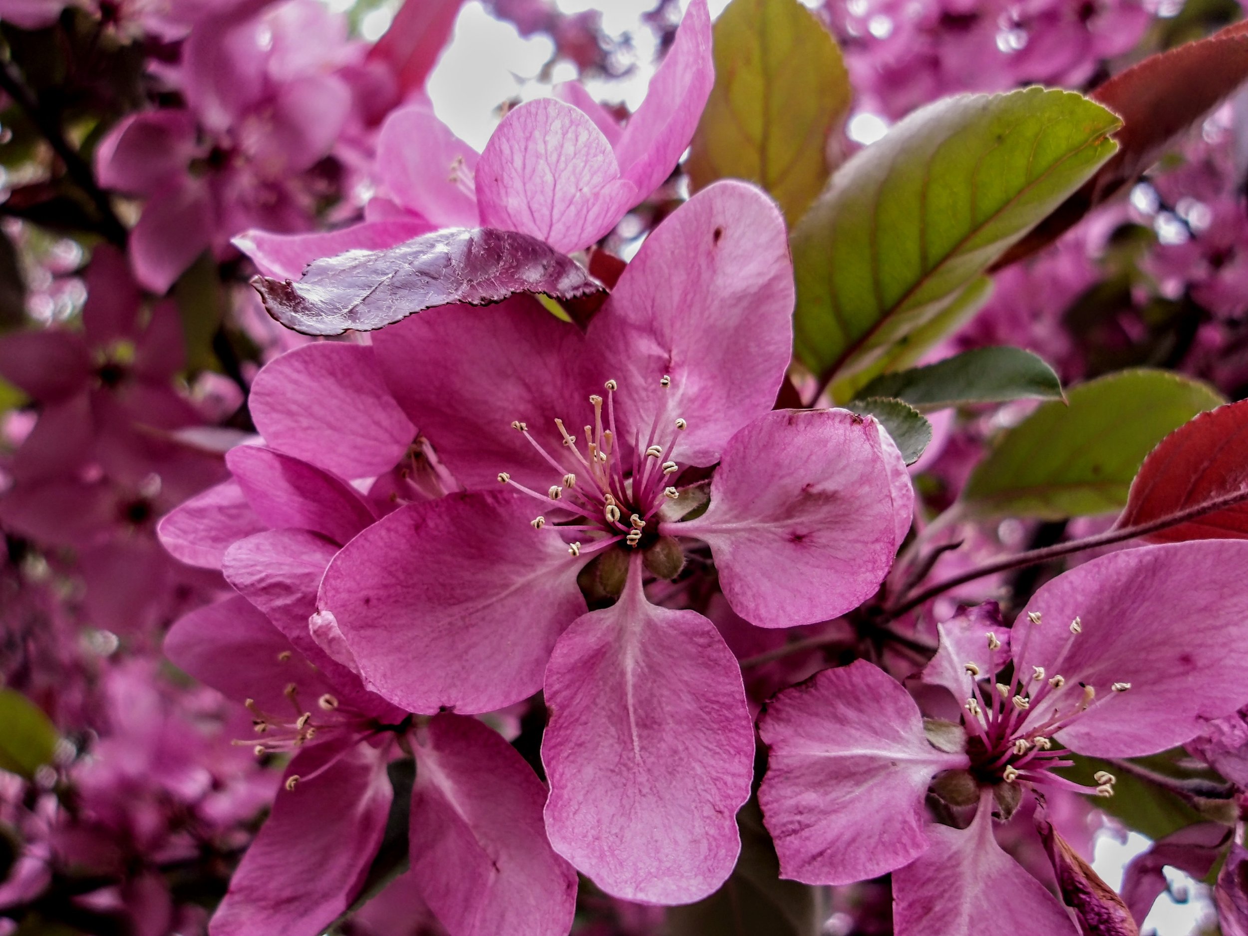 Carlos S. - St. Sebastian CS