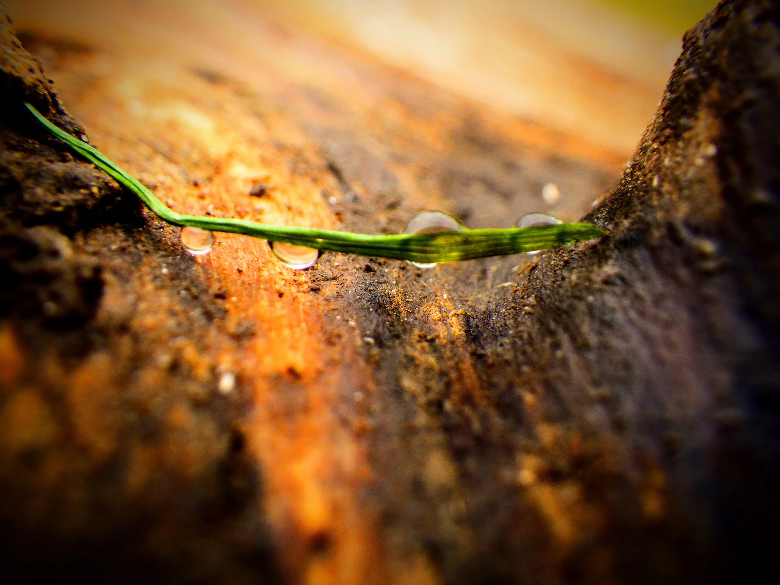 Vivian T. - Westwood PS