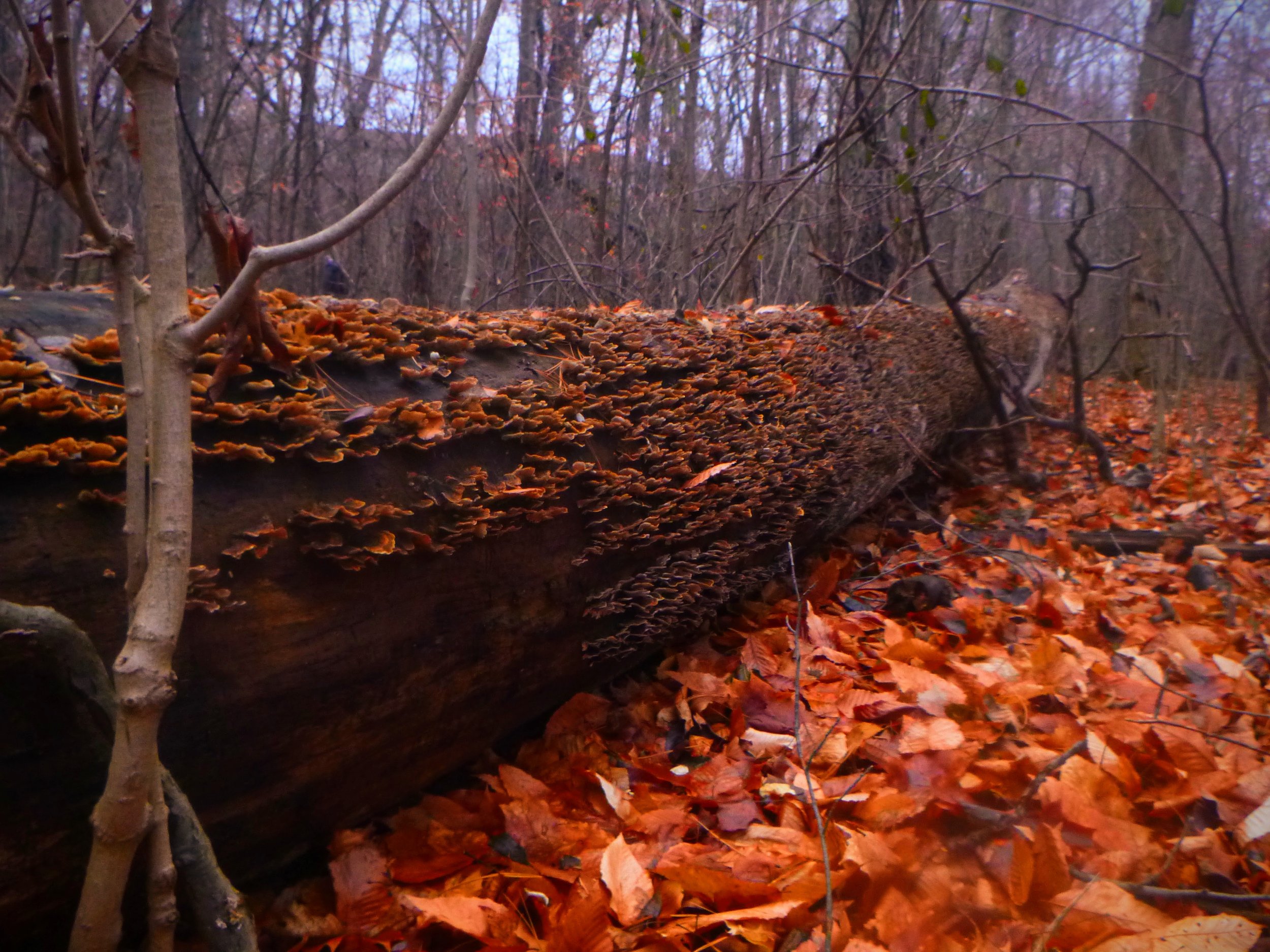 Ahren - St. Benedict CSS