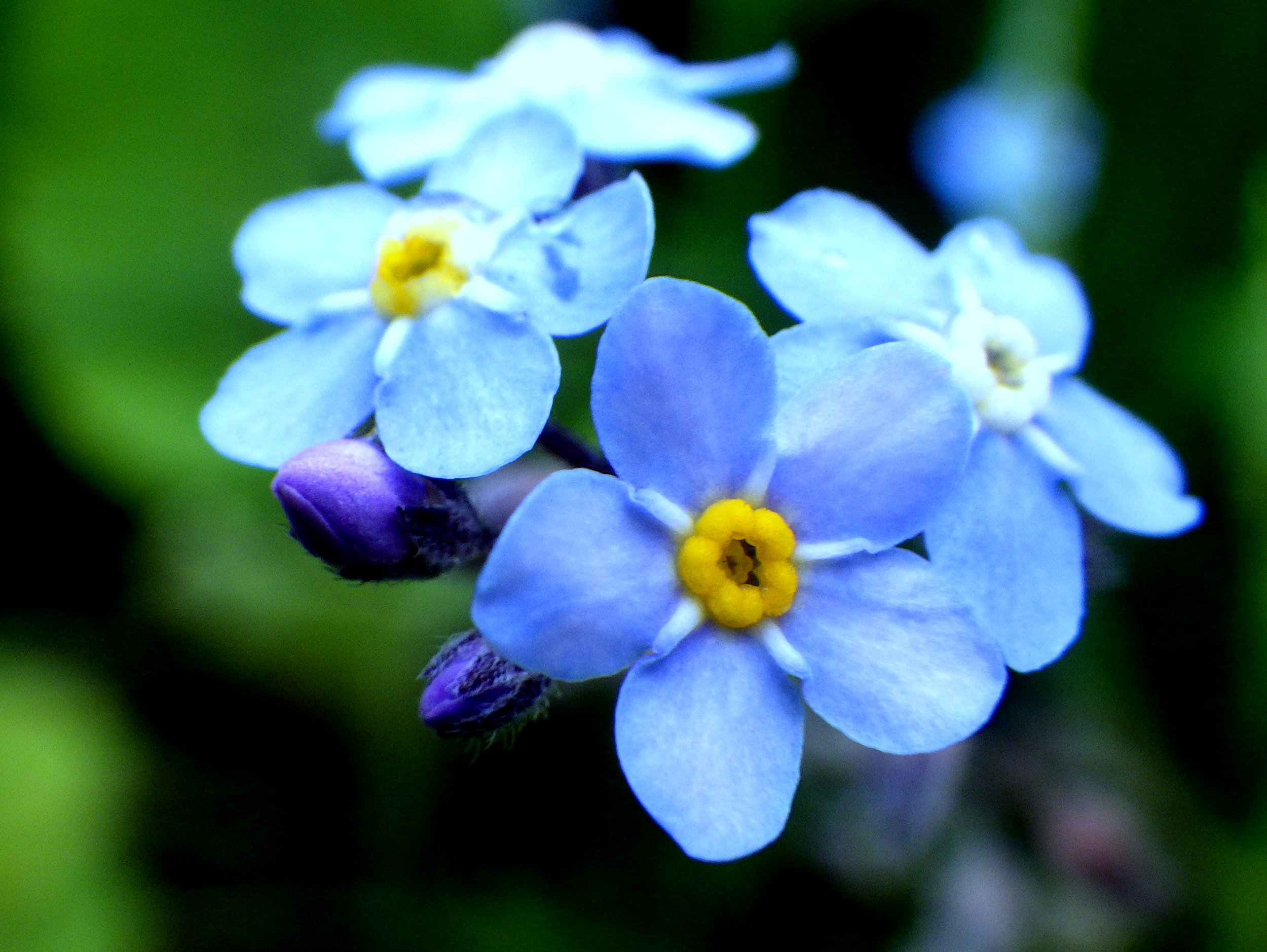 Tirhas O. - Canadian Martyrs CES