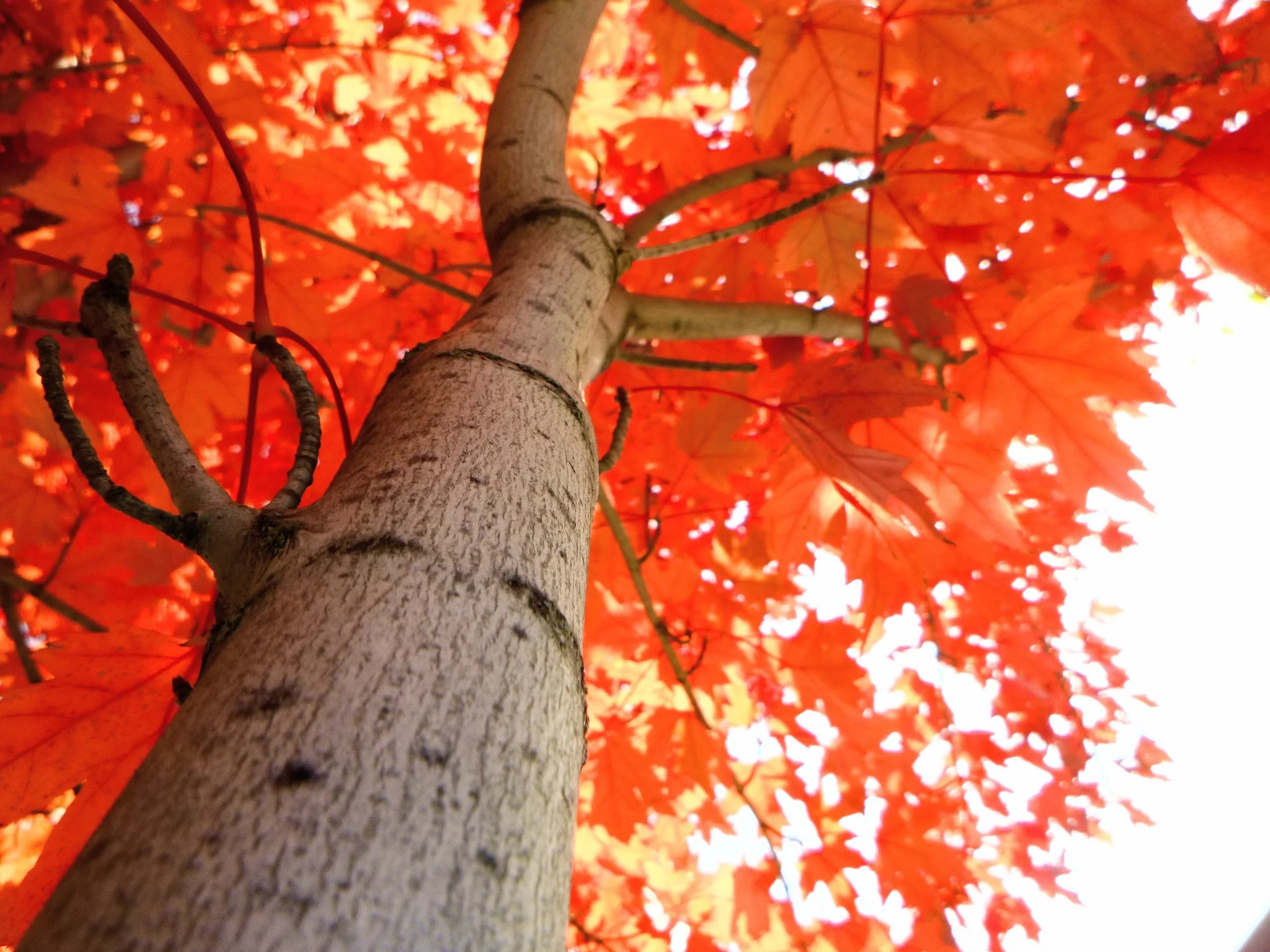 Marcus F. - Holy Trinity CES