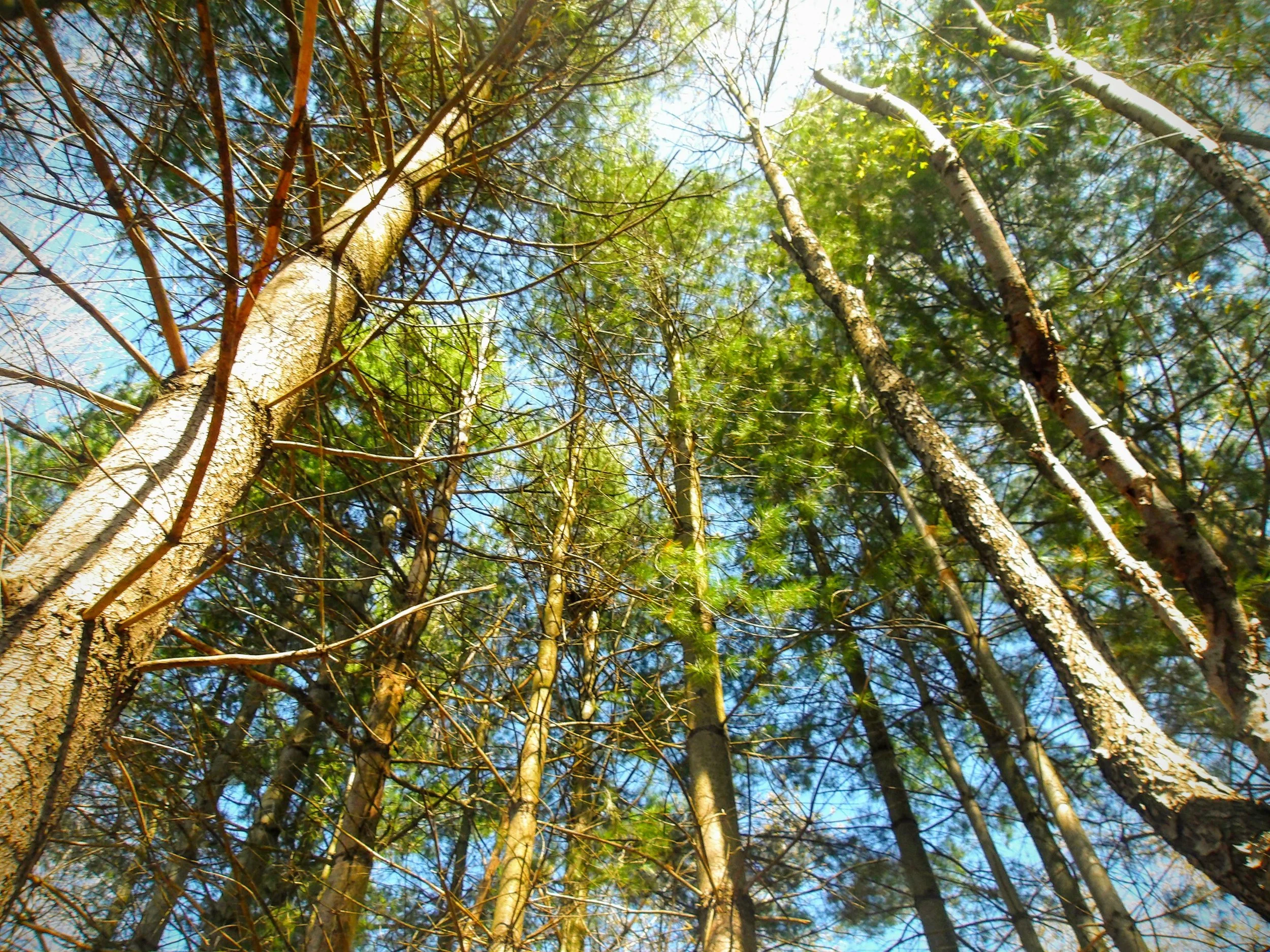 Ben V. - St. David CS