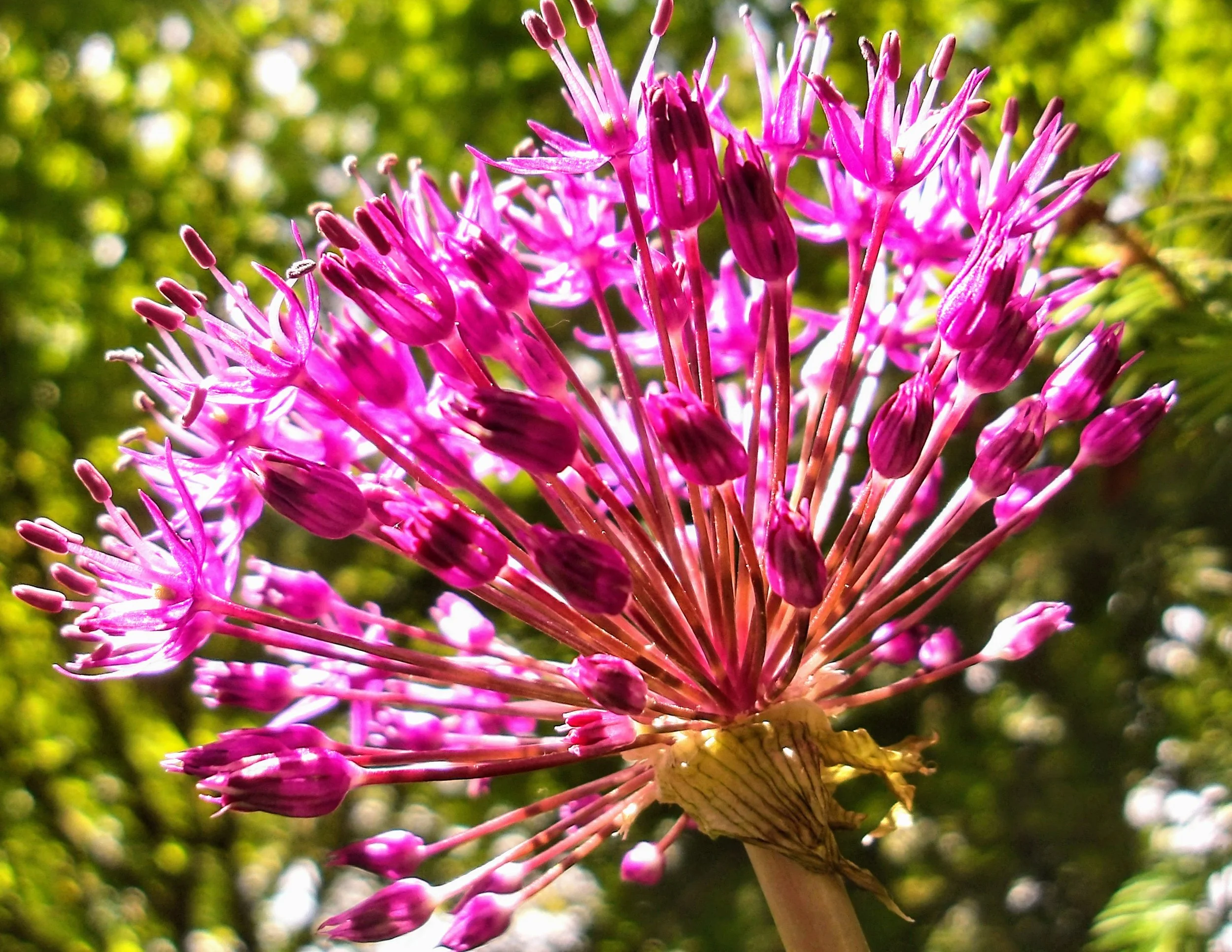 Annabel B. - St. Michael CS