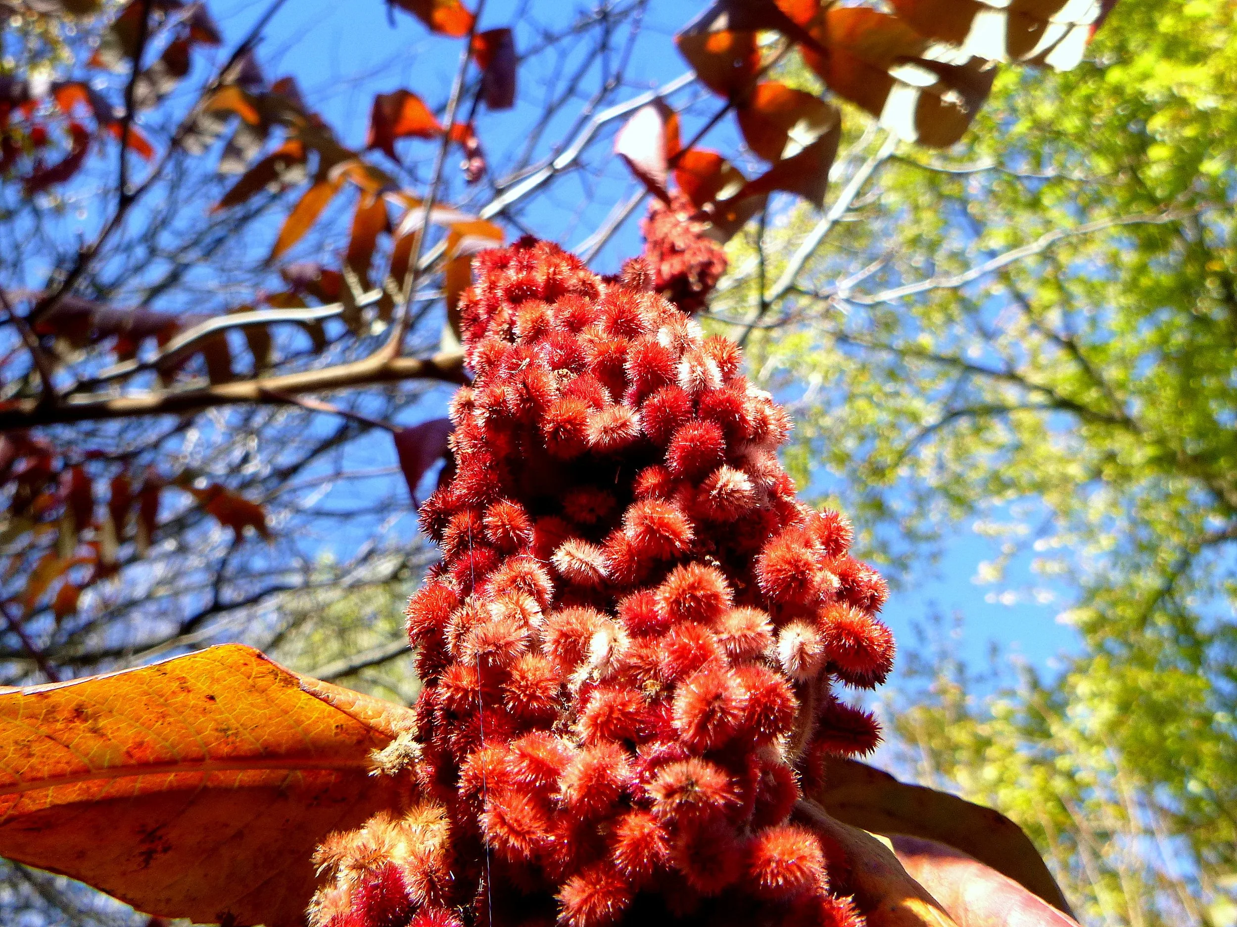 Anhad S. - Allan A. Greenleaf Elementary School