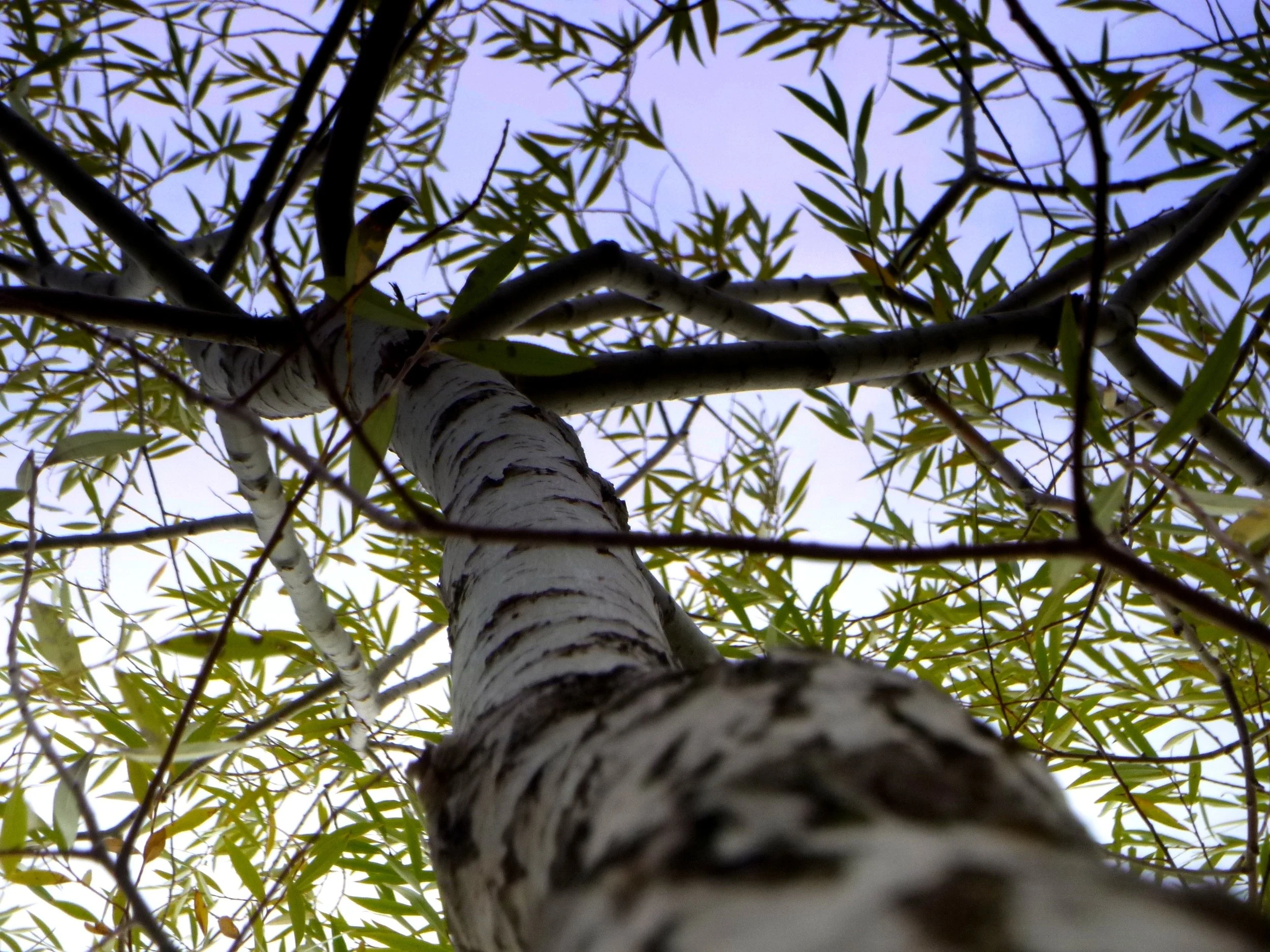 Dylan L. - Bruce Trail PS