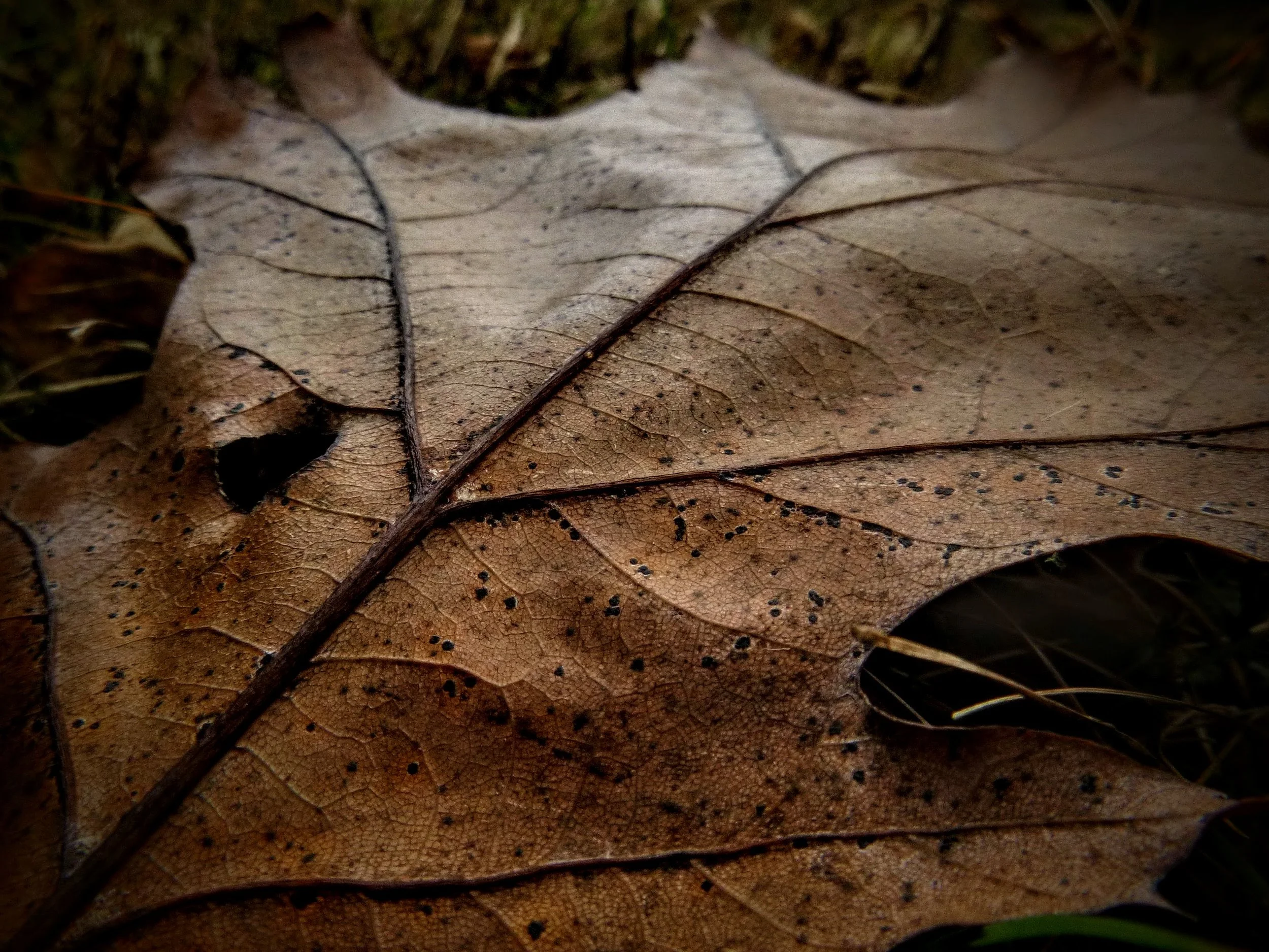 Cade M. - Elora Road Christian School