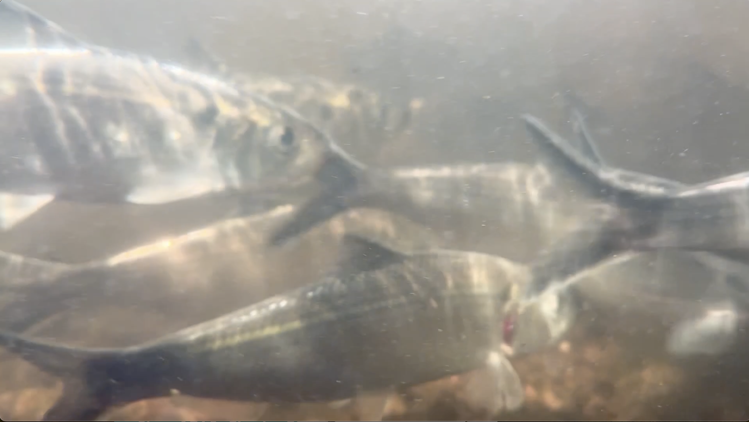 Screenshot 2024-05-09 at 4.11.27 PM.png