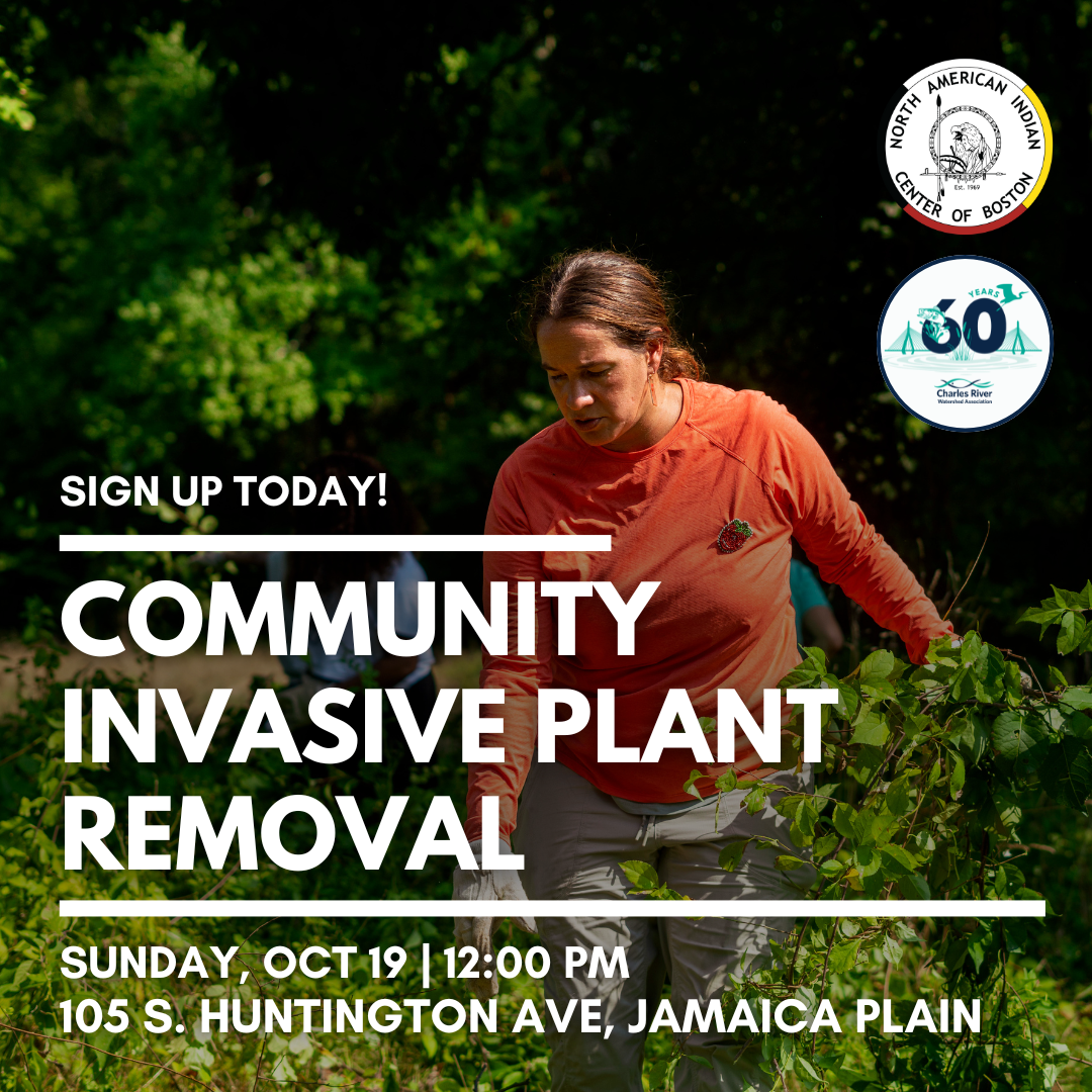 Community Invasive Plant Removal — Charles River Watershed Association