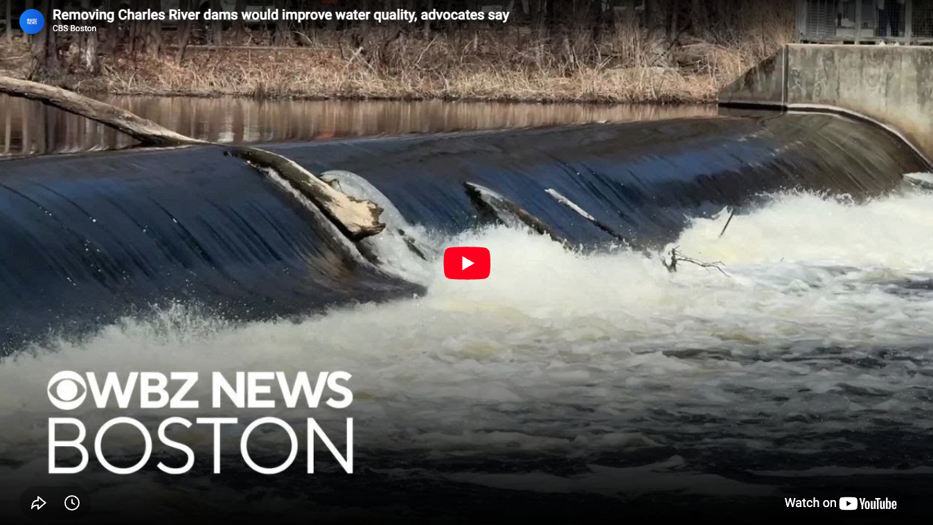 CRWA in the News—“Advocates push for removal of ‘defunct’ Charles River dams that pose flood risk, disrupt ecosystems”